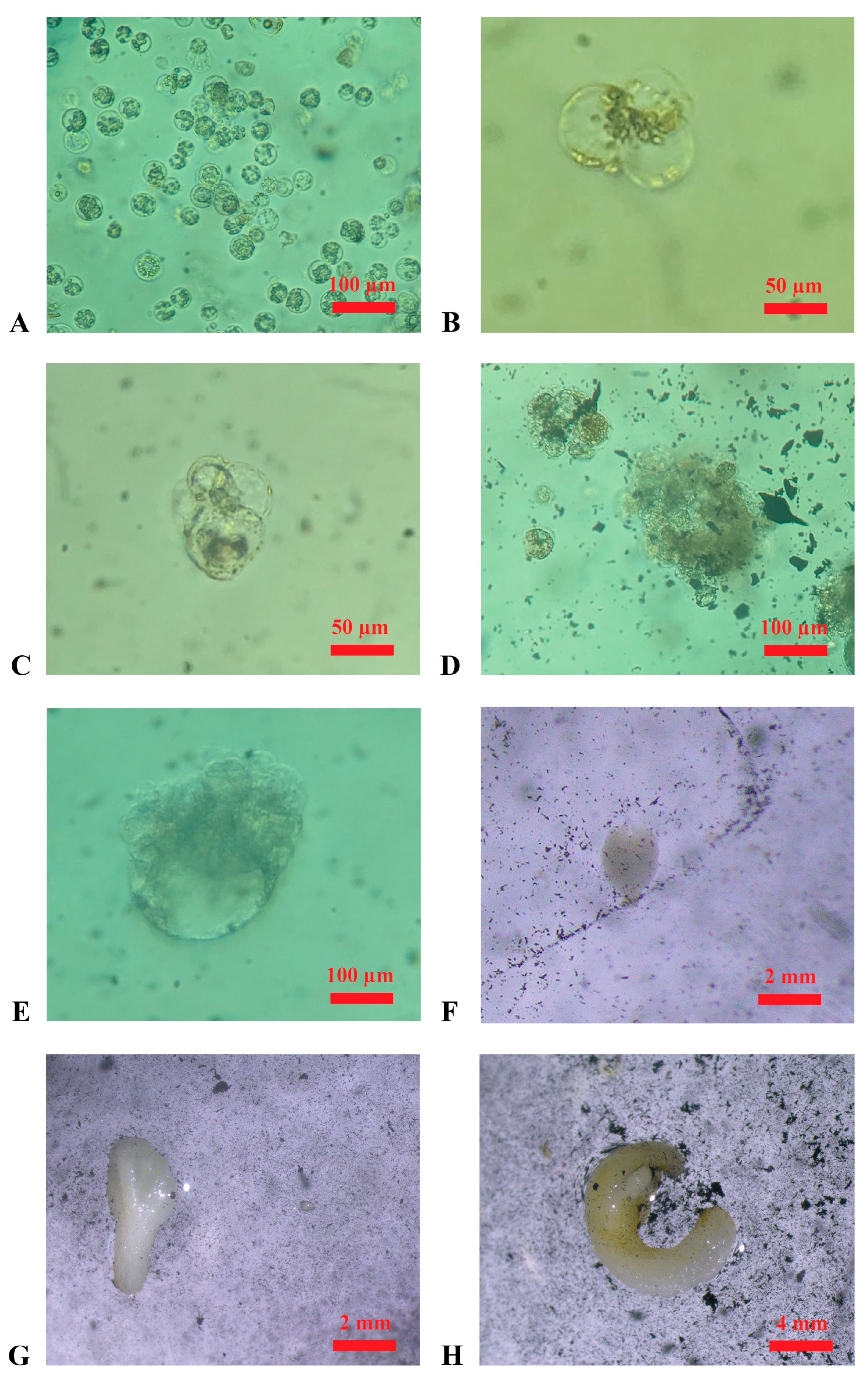 Plants 14 03262 g003 Plants 14 03262 g003