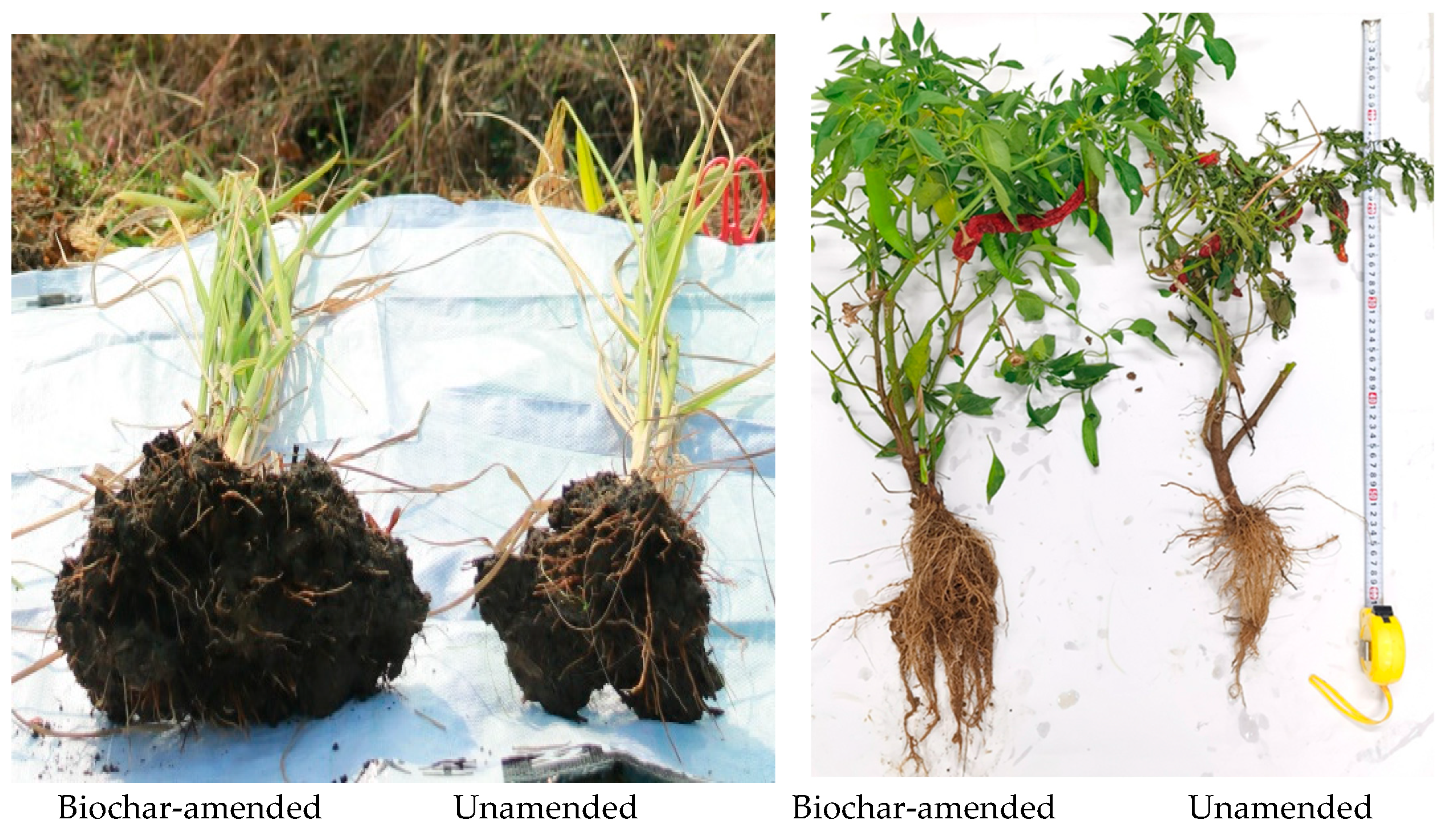 Plants 14 03273 g002 Plants 14 03273 g002