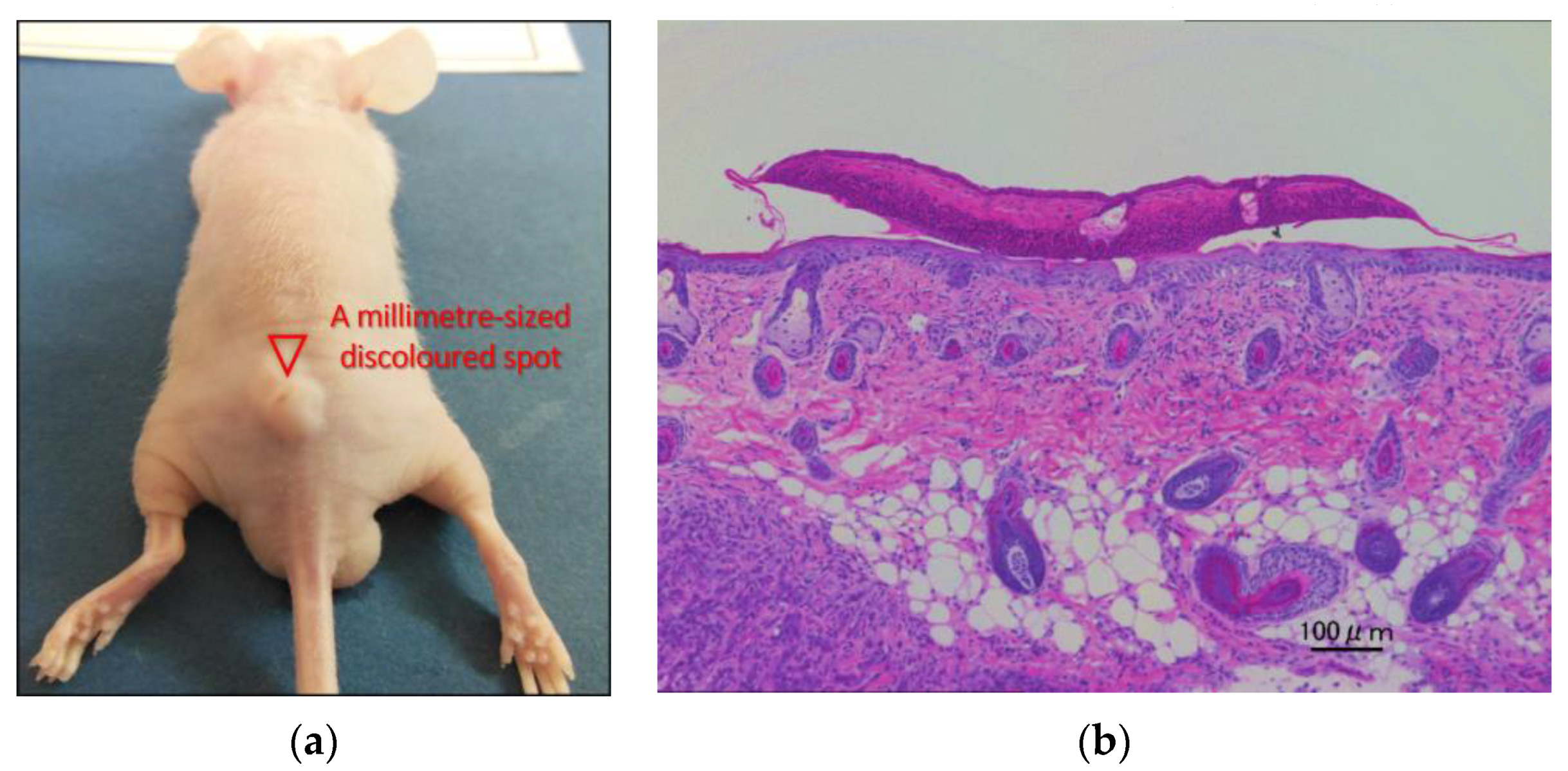 Plasma 06 00009 g001