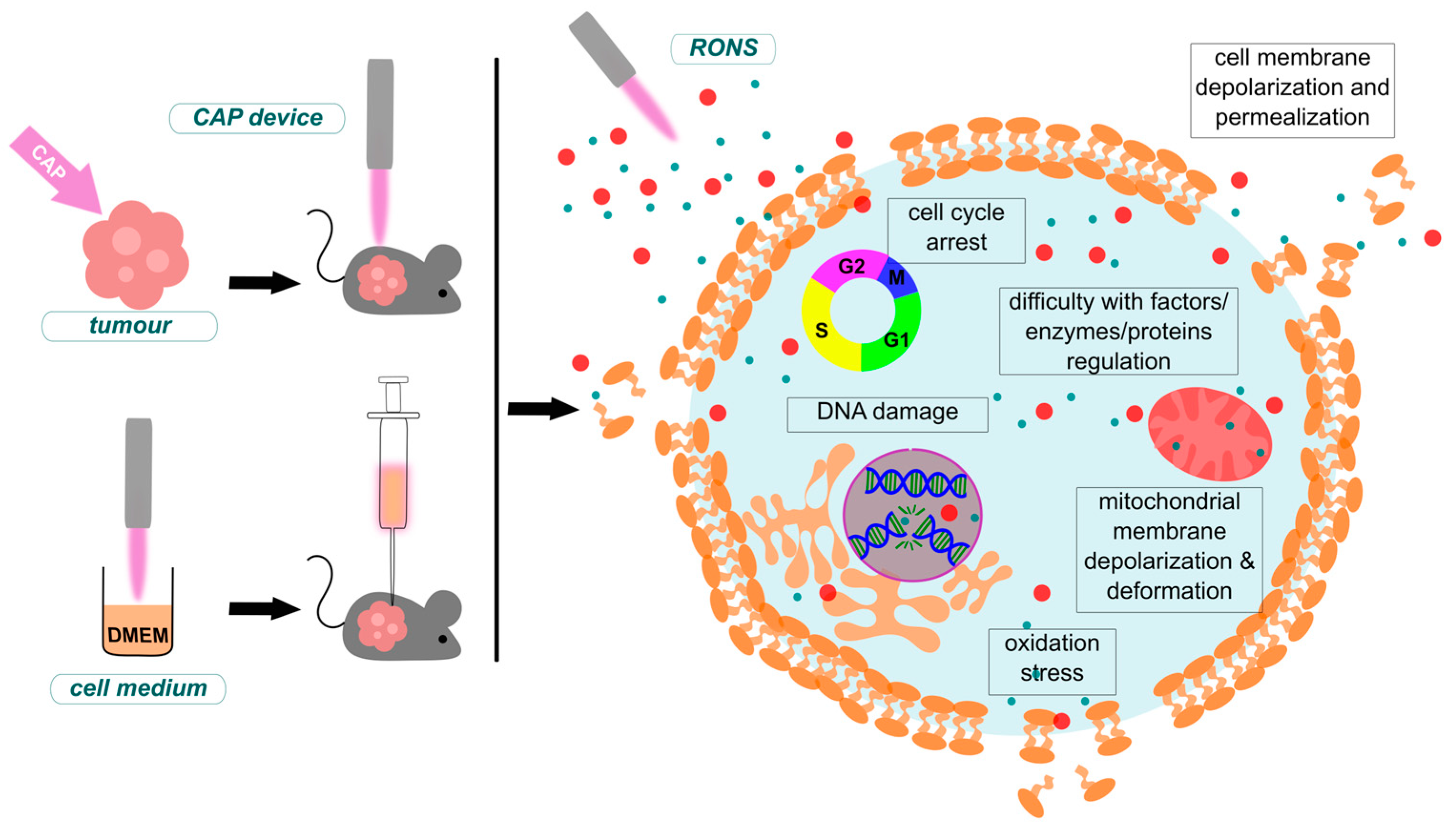 Plasma 07 00025 g004