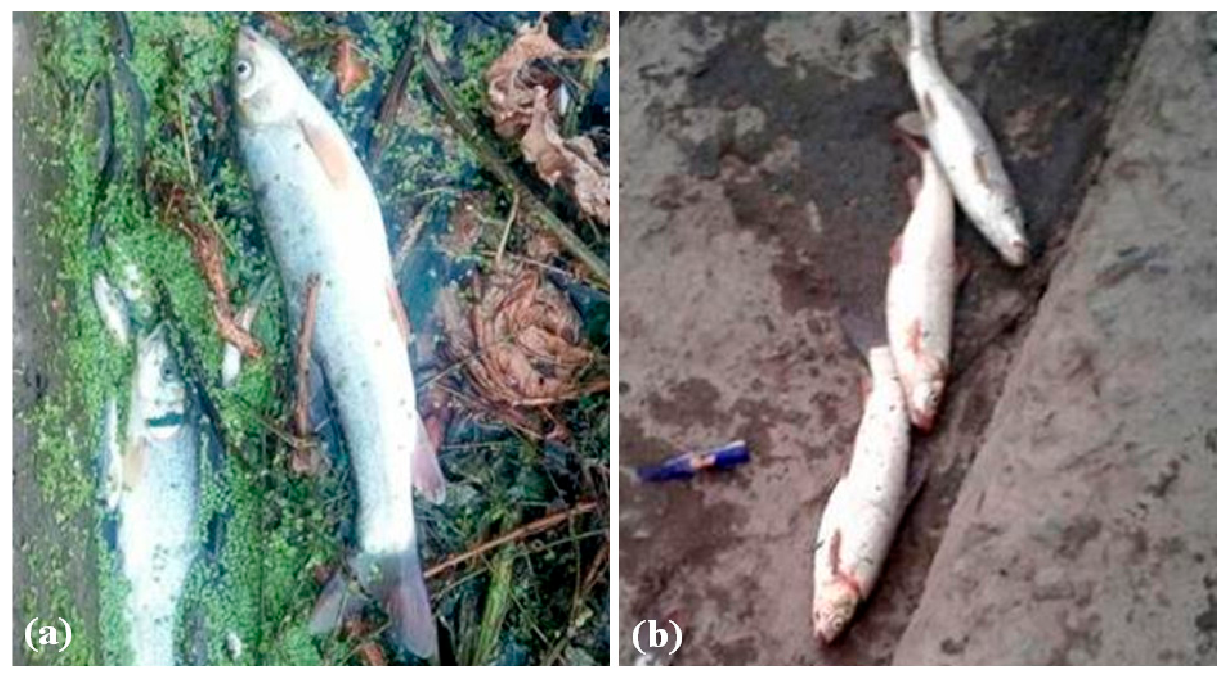 Pollutants 01 00008 g002 Pollutants 01 00008 g002