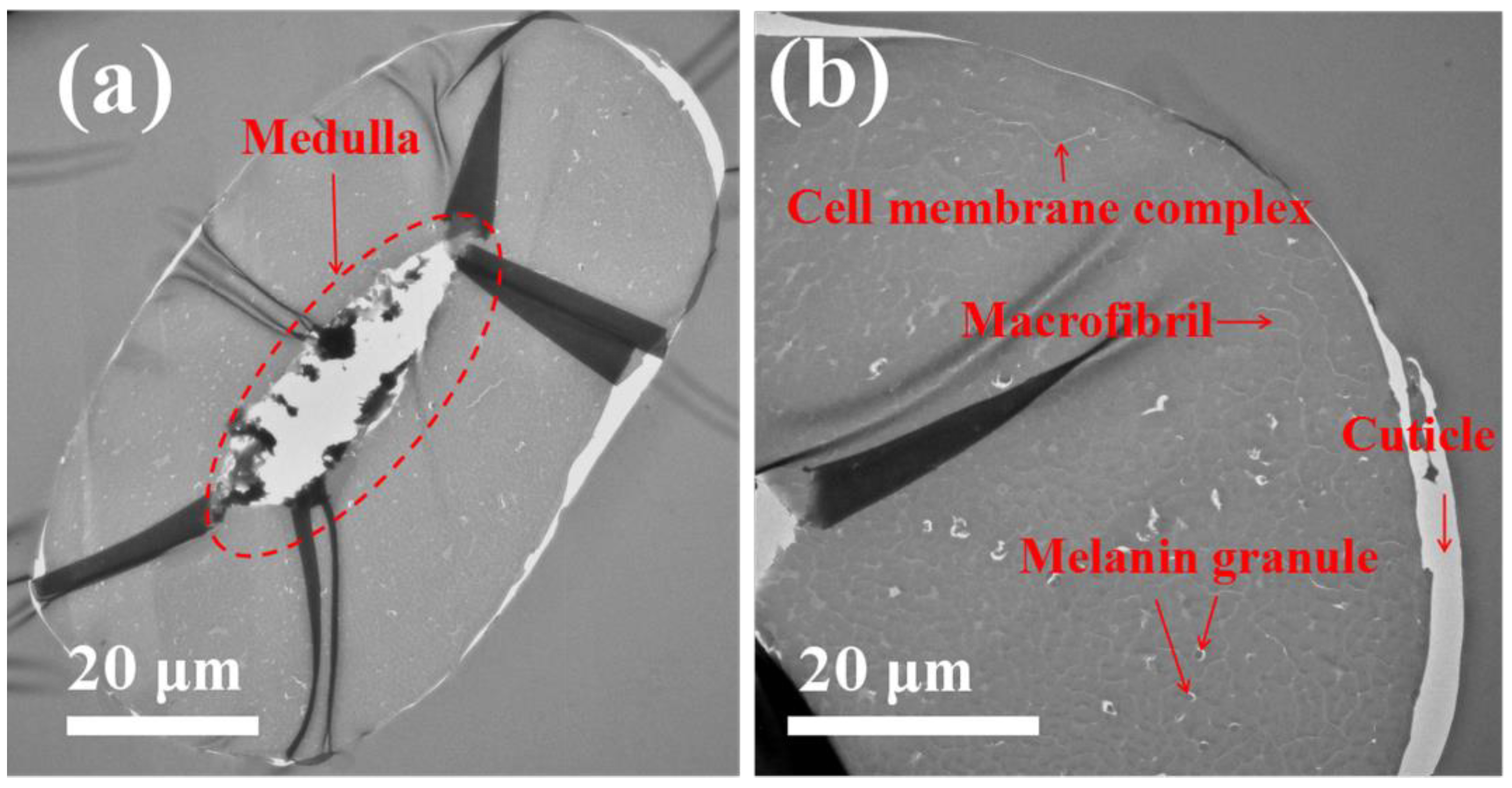 Polymers Free Full Text Protective Bleaching Of Camel Hair In A Neutral Ethanol Water System Html