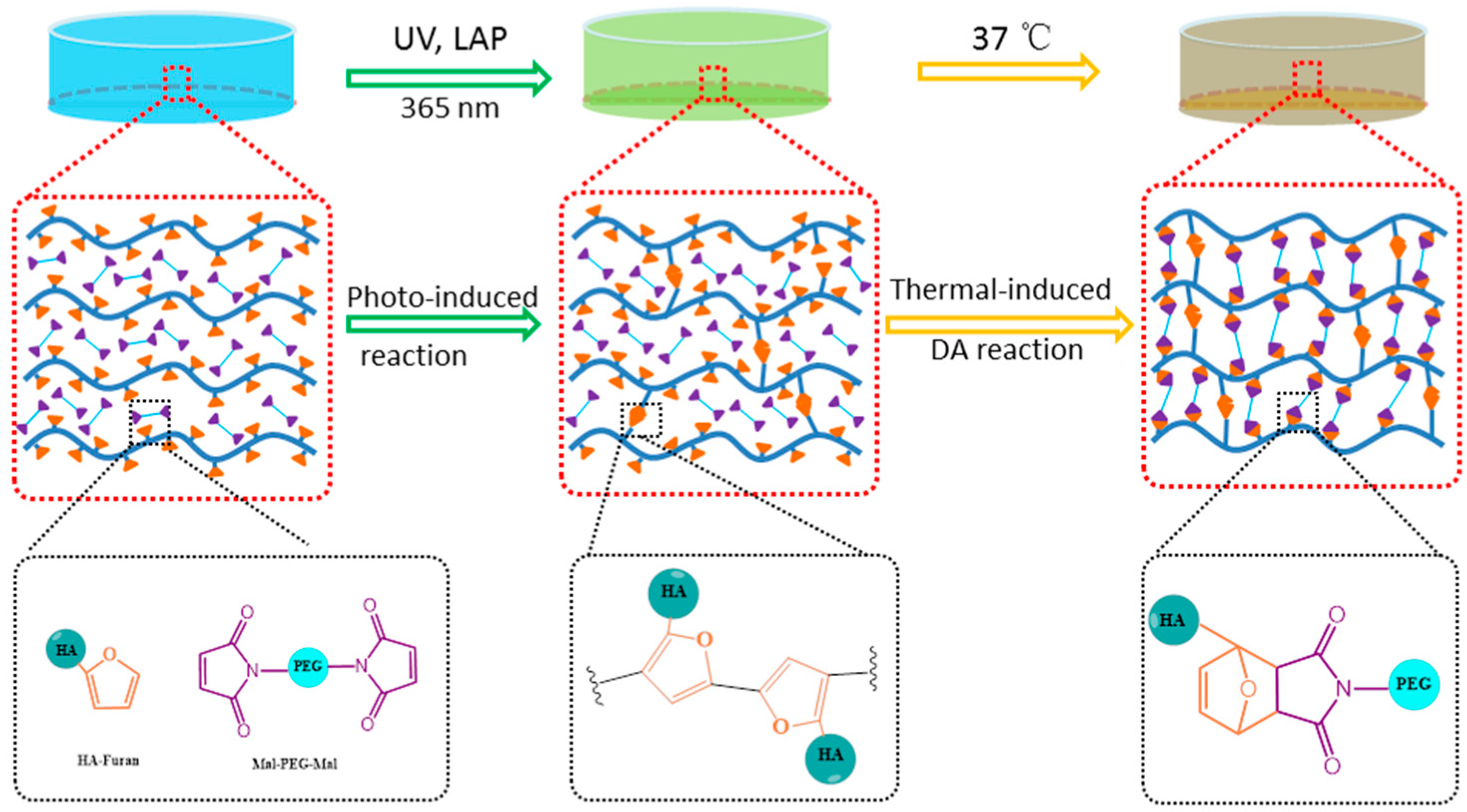 Polymers Free FullText A Hyaluronic Acid Based Injectable Hydrogel