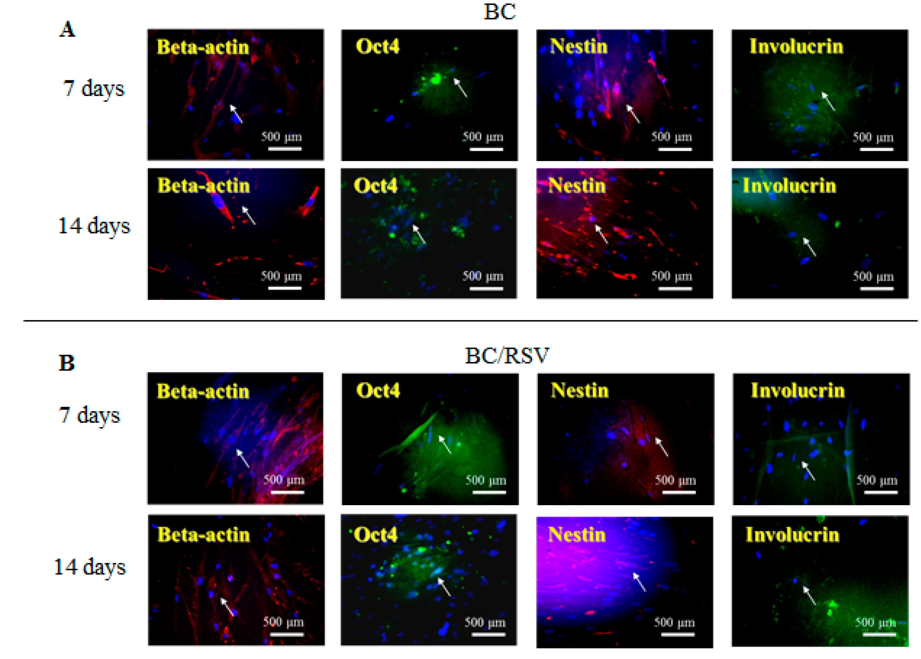 Polymers 11 01048 g006 Polymers 11 01048 g006