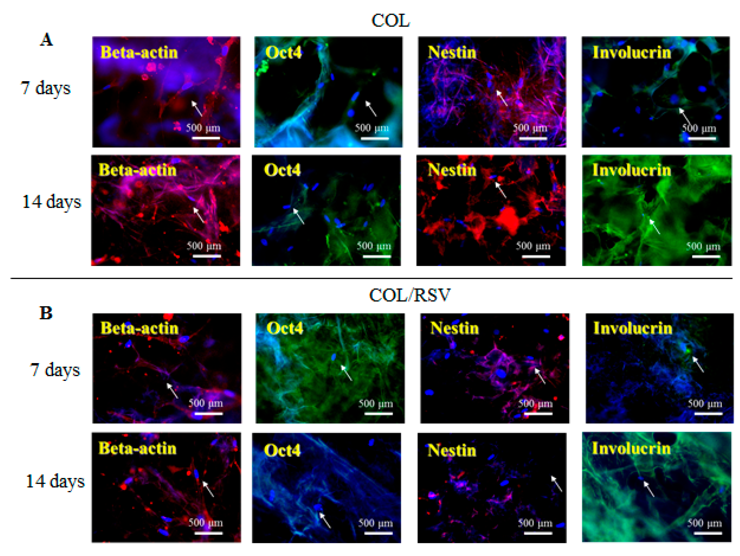 Polymers 11 01048 g007 Polymers 11 01048 g007