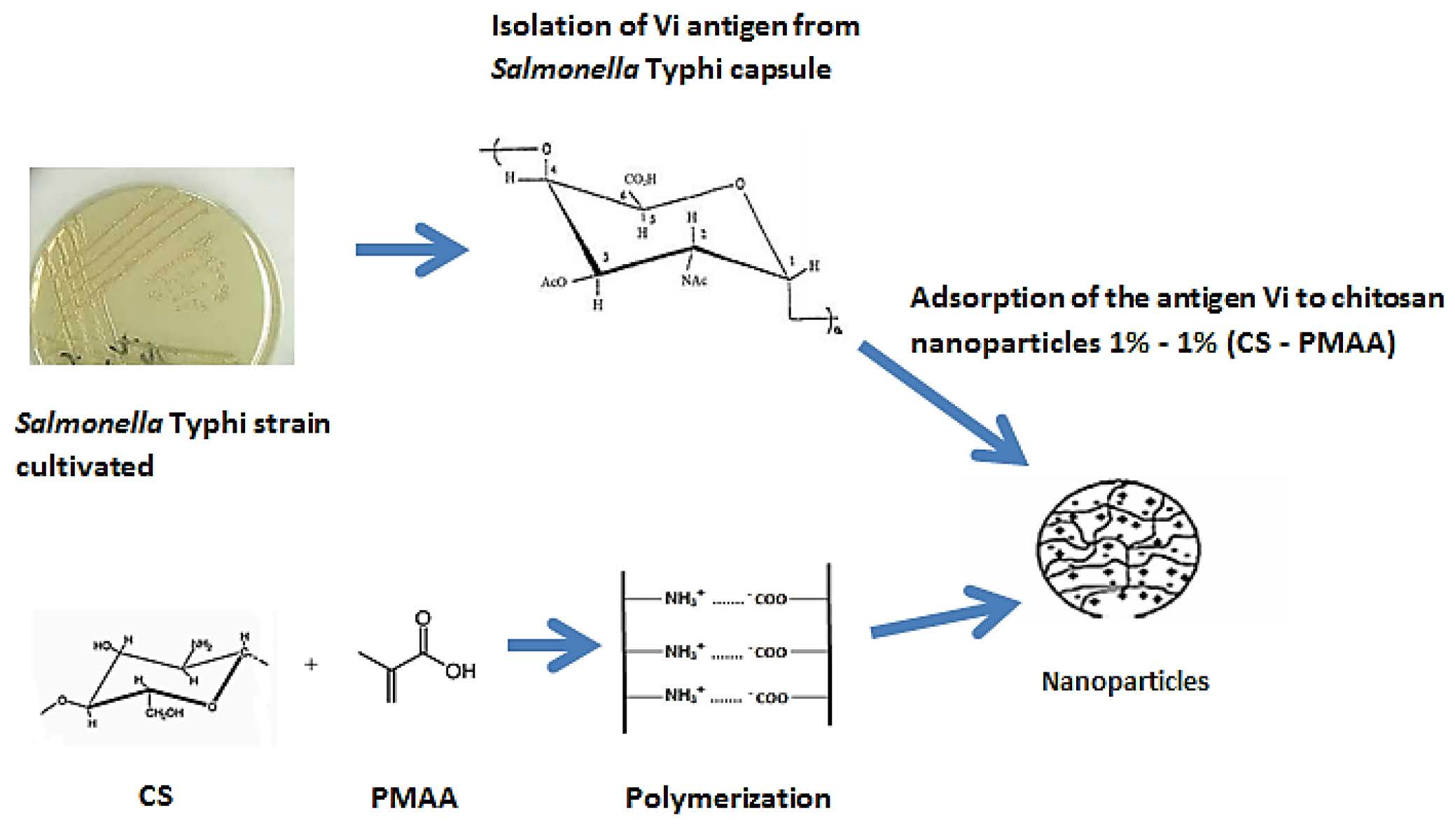 Polymers Free Full Text Adsorption Of Vi Capsular Antigen Of Salmonella Typhi In Chitosan Poly Methacrylic Acid Nanoparticles