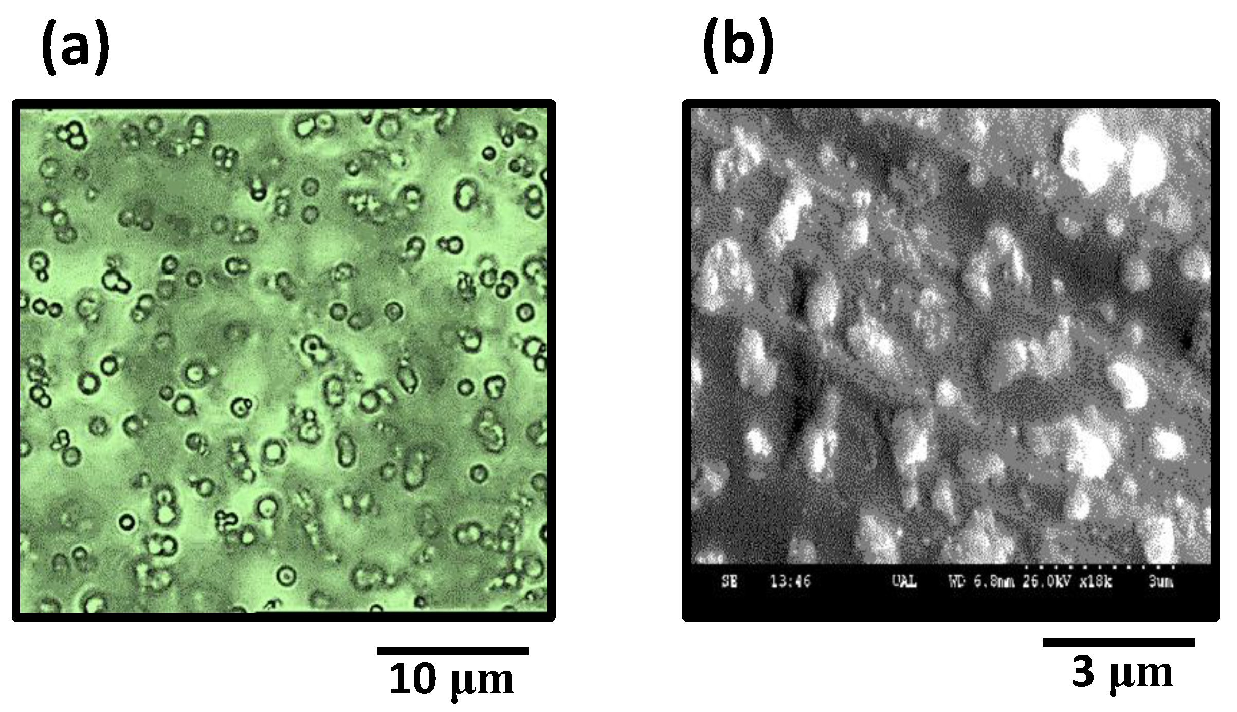 Polymers 11 01249 g004 Polymers 11 01249 g004