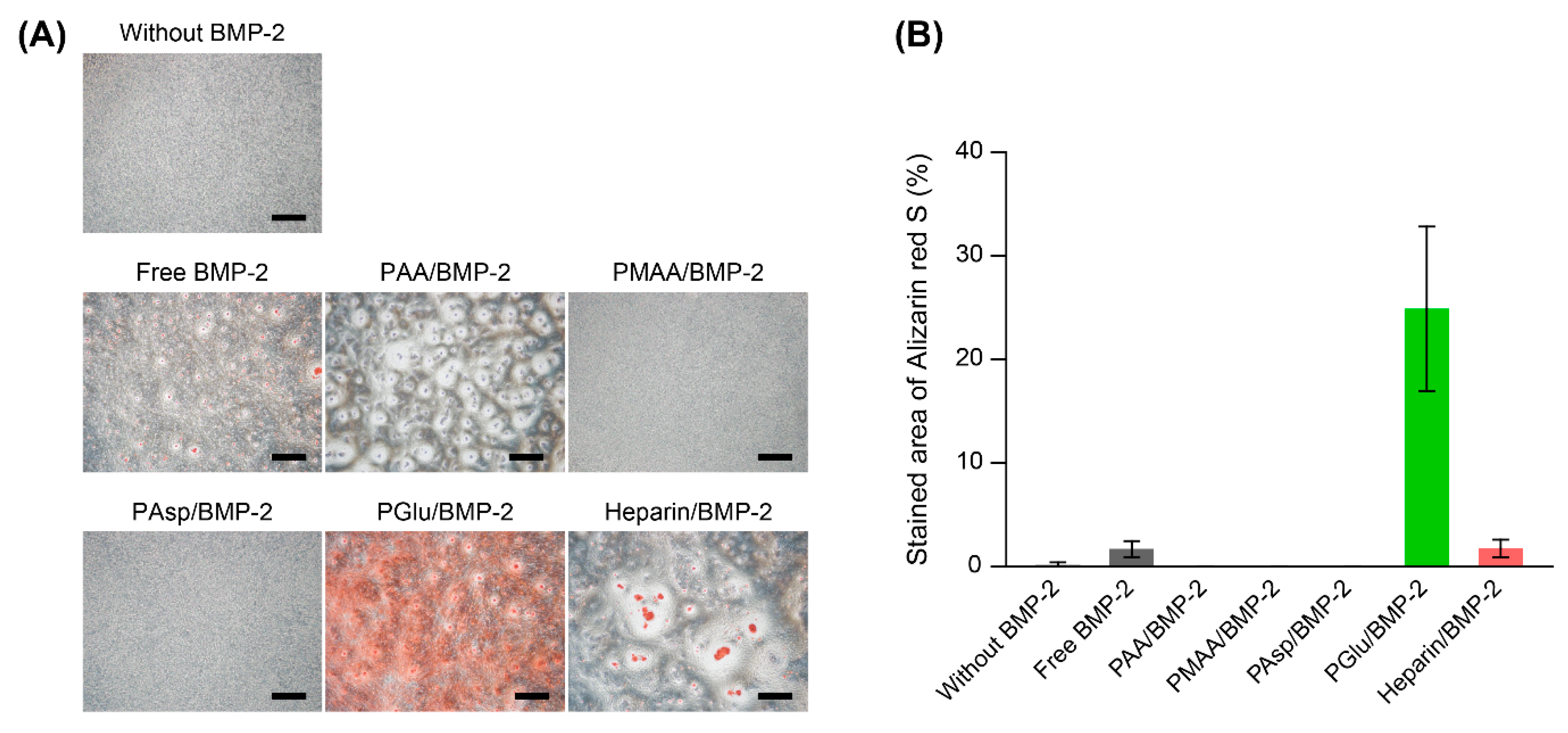 Polymers Free Full Text Polyelectrolyte Complexes Between Polycarboxylates And Bmp 2 For Enhancing Osteogenic Differentiation Effect Of Chemical Structure Of Polycarboxylates Html