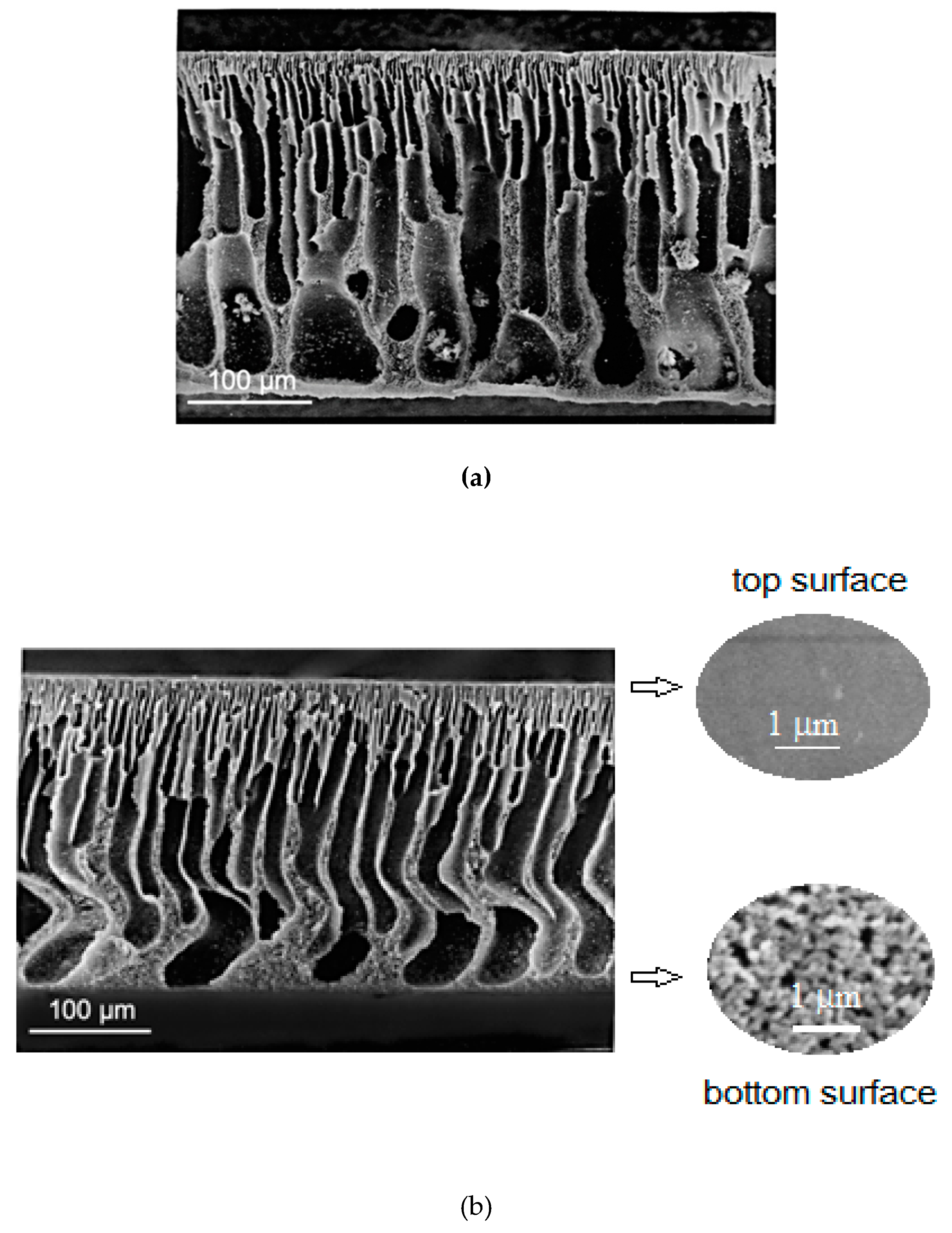 Polymers 11 01542 g005 Polymers 11 01542 g005