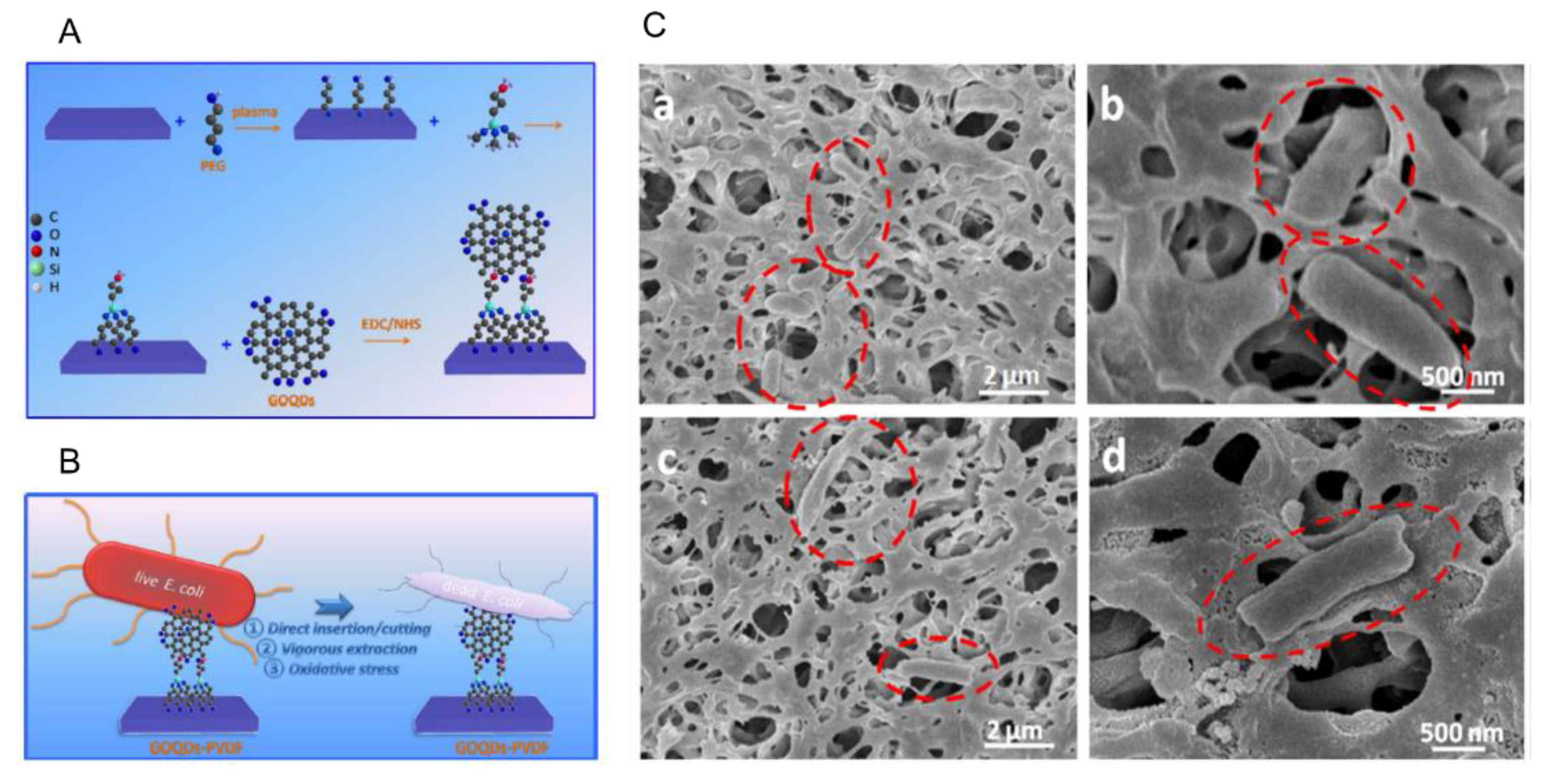 Antimicrobial activity. Antimicrobial coatings. Antimicrobial activity of Sealers. Co Polymers and Quantum Dots.