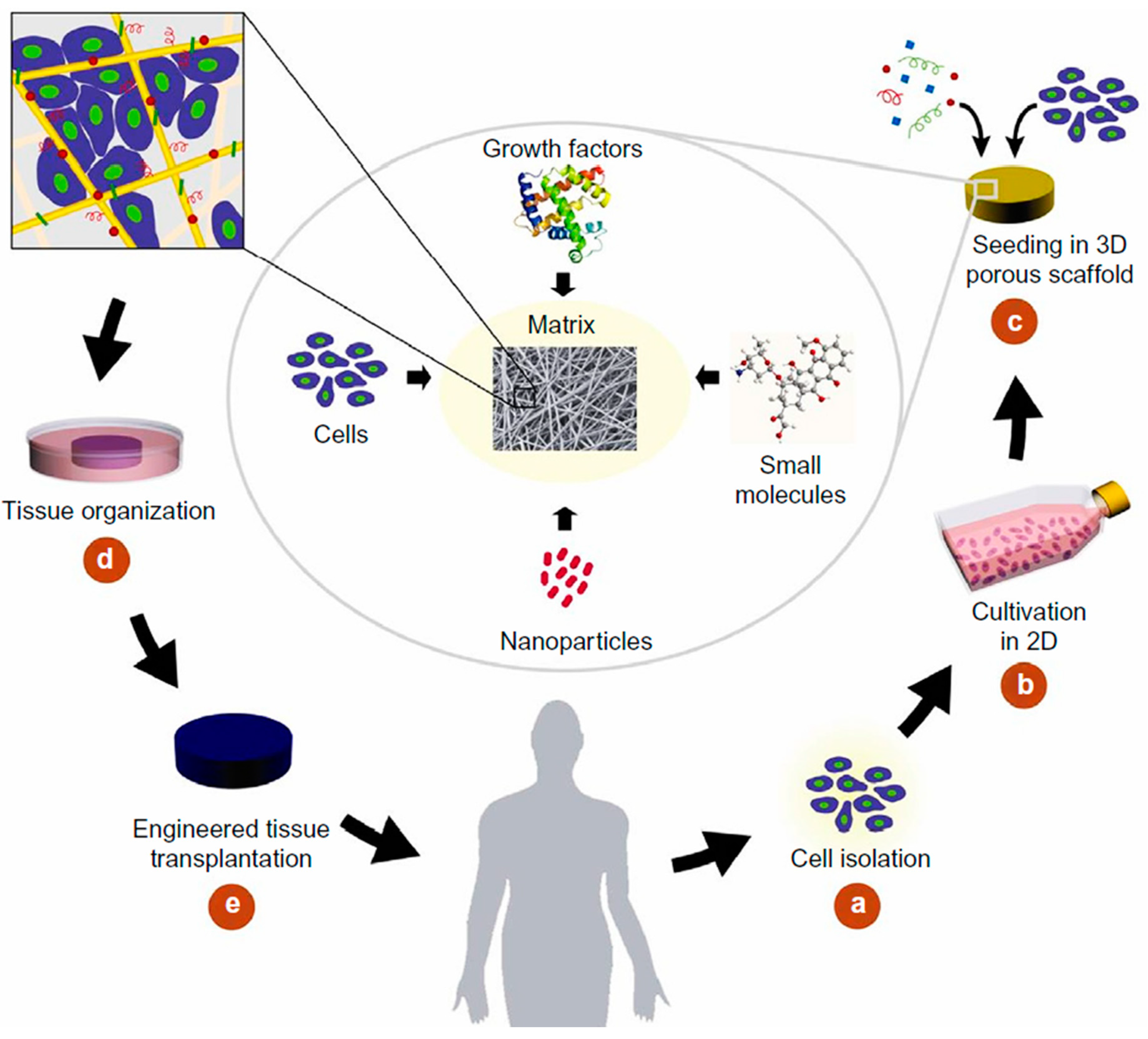 Tissue engineering. Scaffolds Tissue Engineering. Тканевая инженерия. Тканевая инженерия схема. Скаффолдинг в медицине.