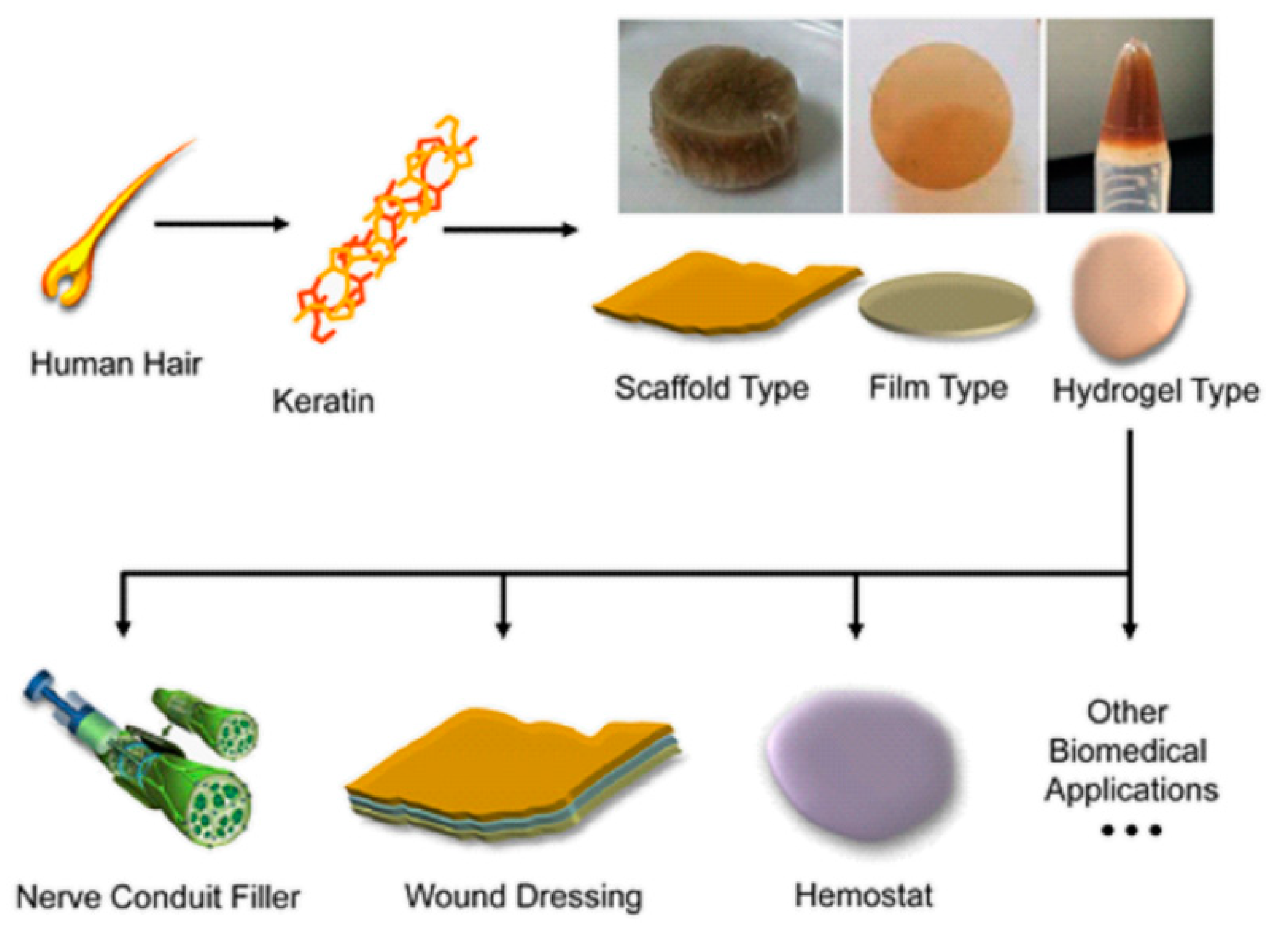 Polymers Free Full Text Keratin Associations With Synthetic