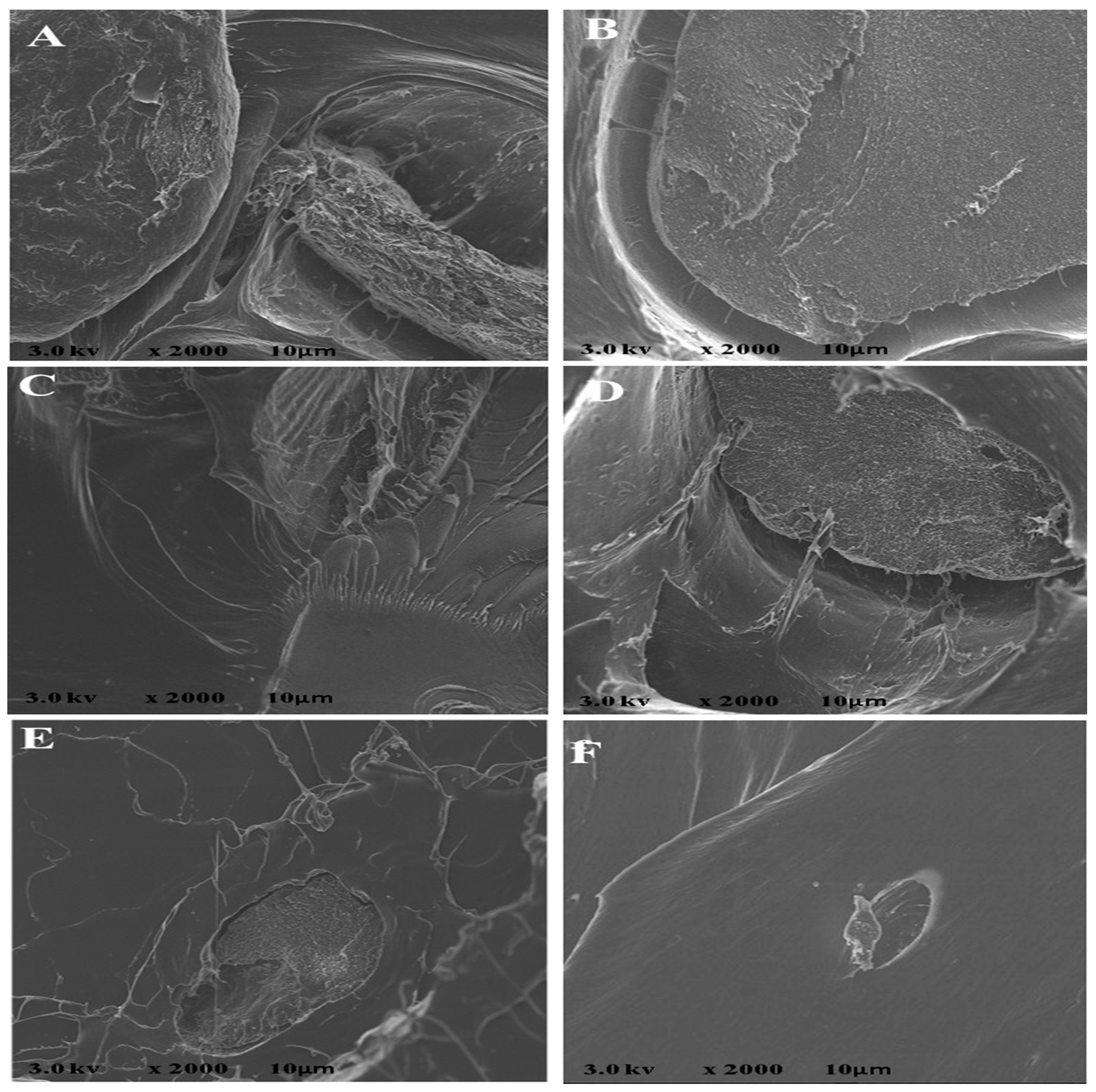 Polymers 12 00115 g003