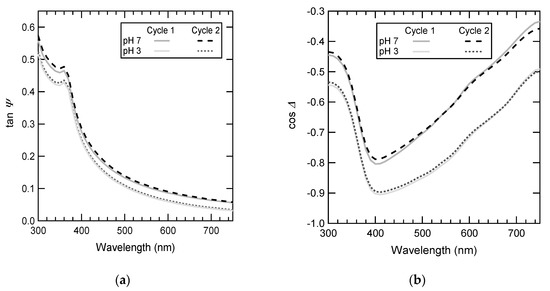 Effects of Grafting Density and Molecular Weight on the  Temperature-Dependent Conformational Change of Poly(N-isopropylacrylamide)  Grafted Chains in Water