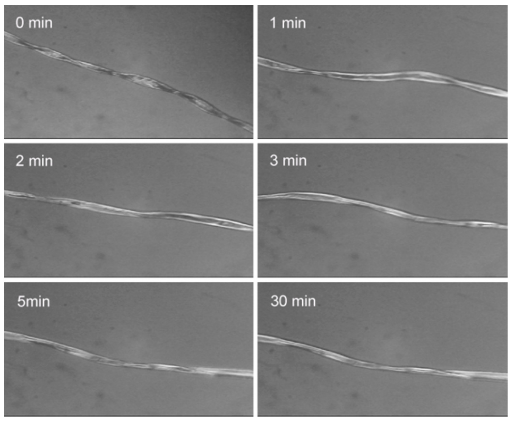 Polymers 12 00259 g001 Polymers 12 00259 g001