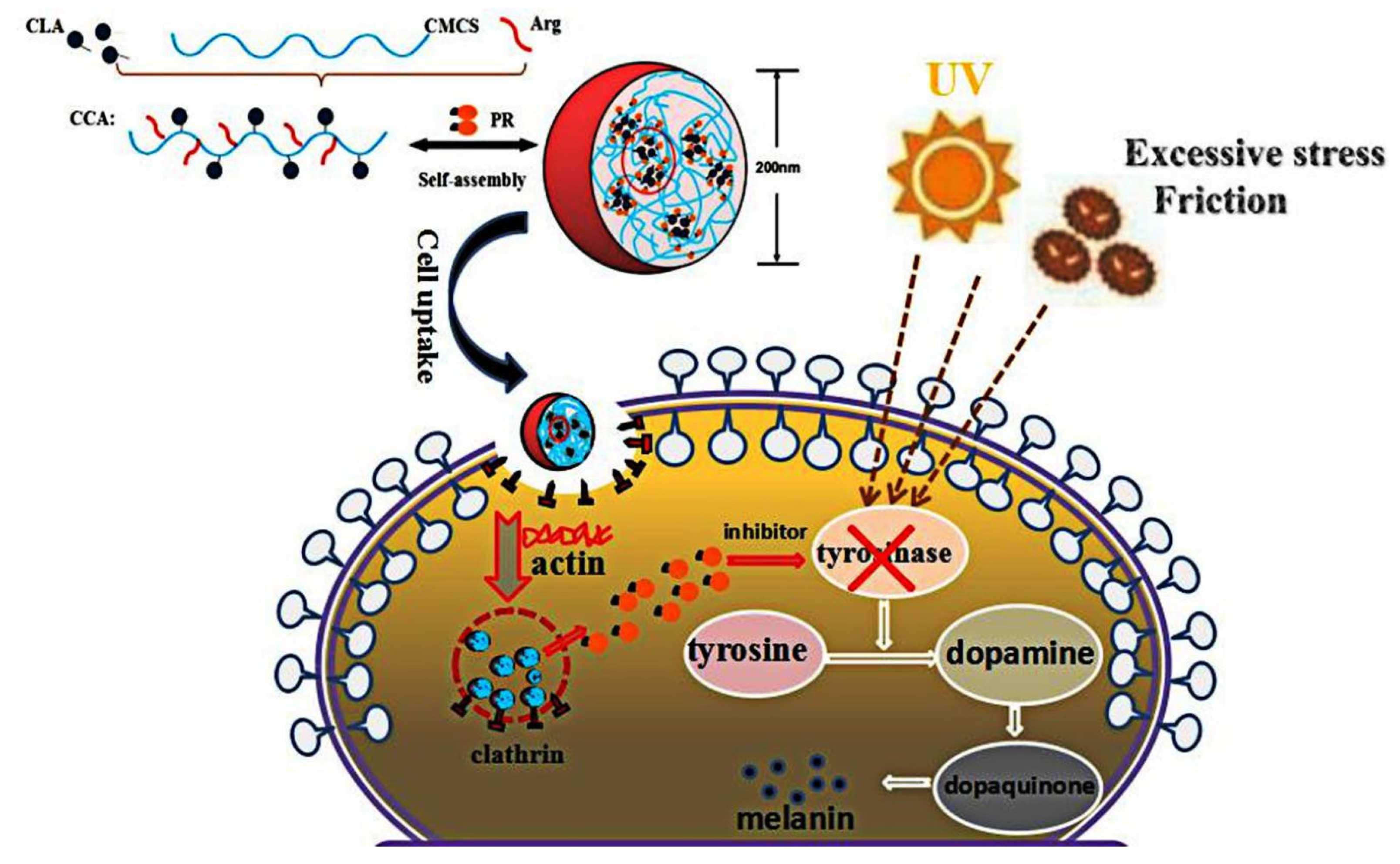 Polymers 12 00408 g007