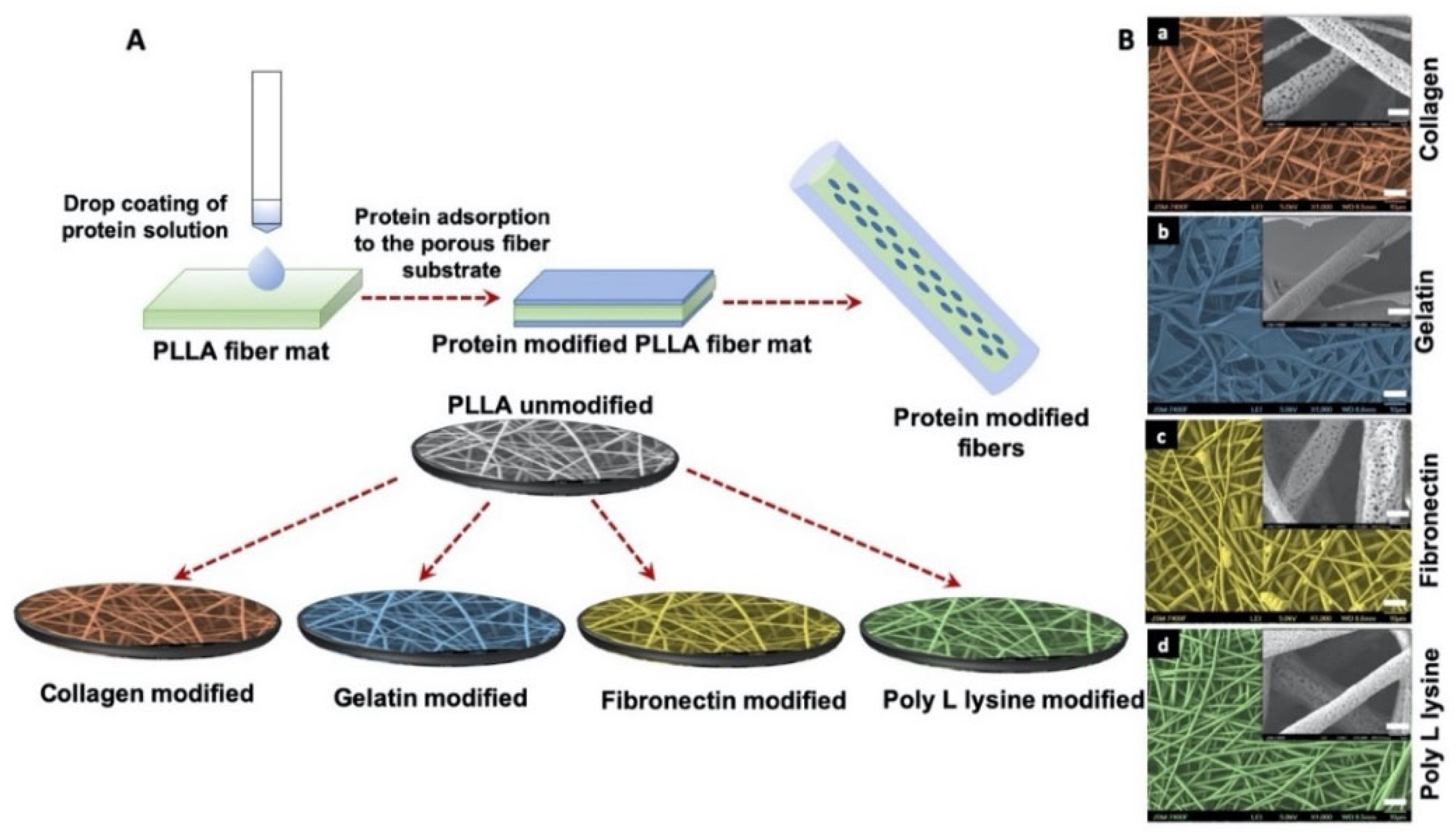 Polymers | Free Full-Text | ECM Mimetic Electrospun Porous Poly (L-lactic  acid) (PLLA) Scaffolds as Potential Substrates for Cardiac Tissue  Engineering | HTML
