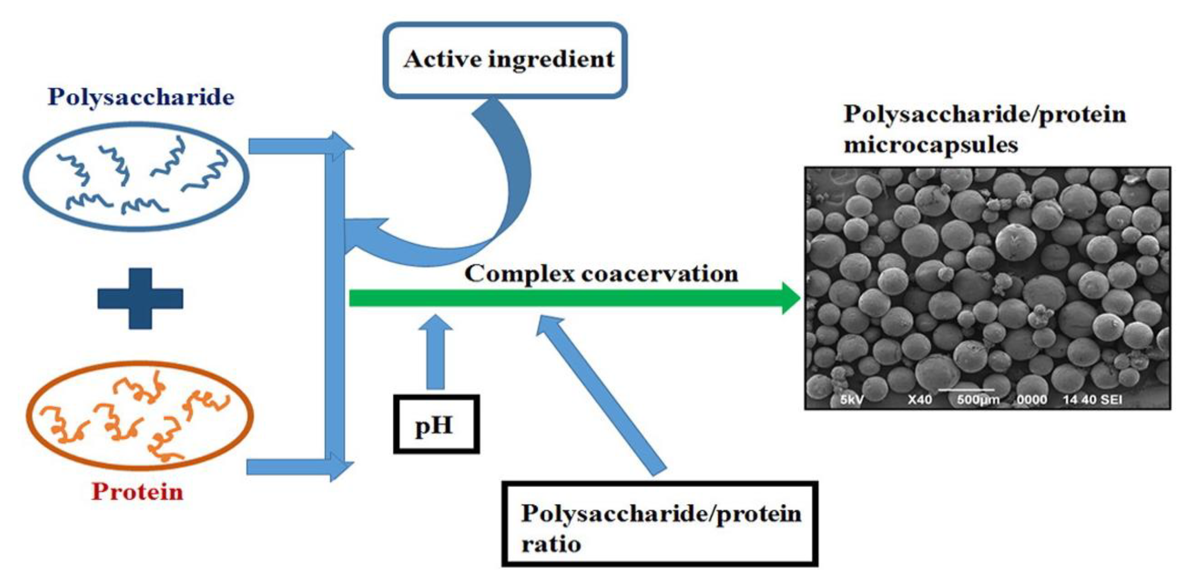 protein hydrolysis experiment