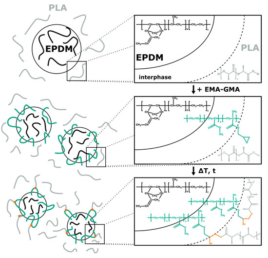 Polymers Free Full Text Compatibilization Of Polylactic Acid Pla And Bio Based Ethylene 8942