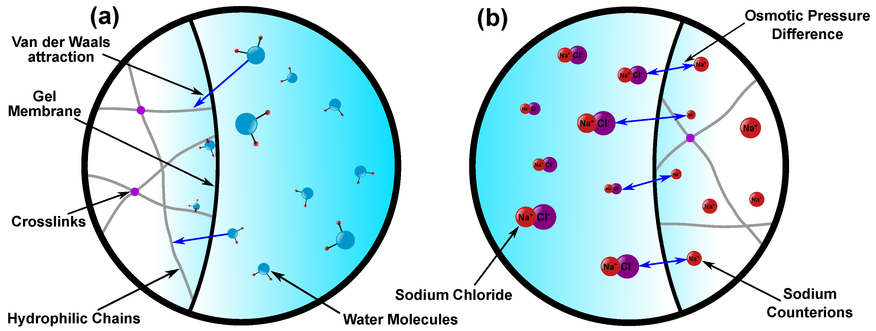 Polymers Free Full Text The Importance Of The Mixing Energy In Ionized Superabsorbent Polymer Swelling Models Html