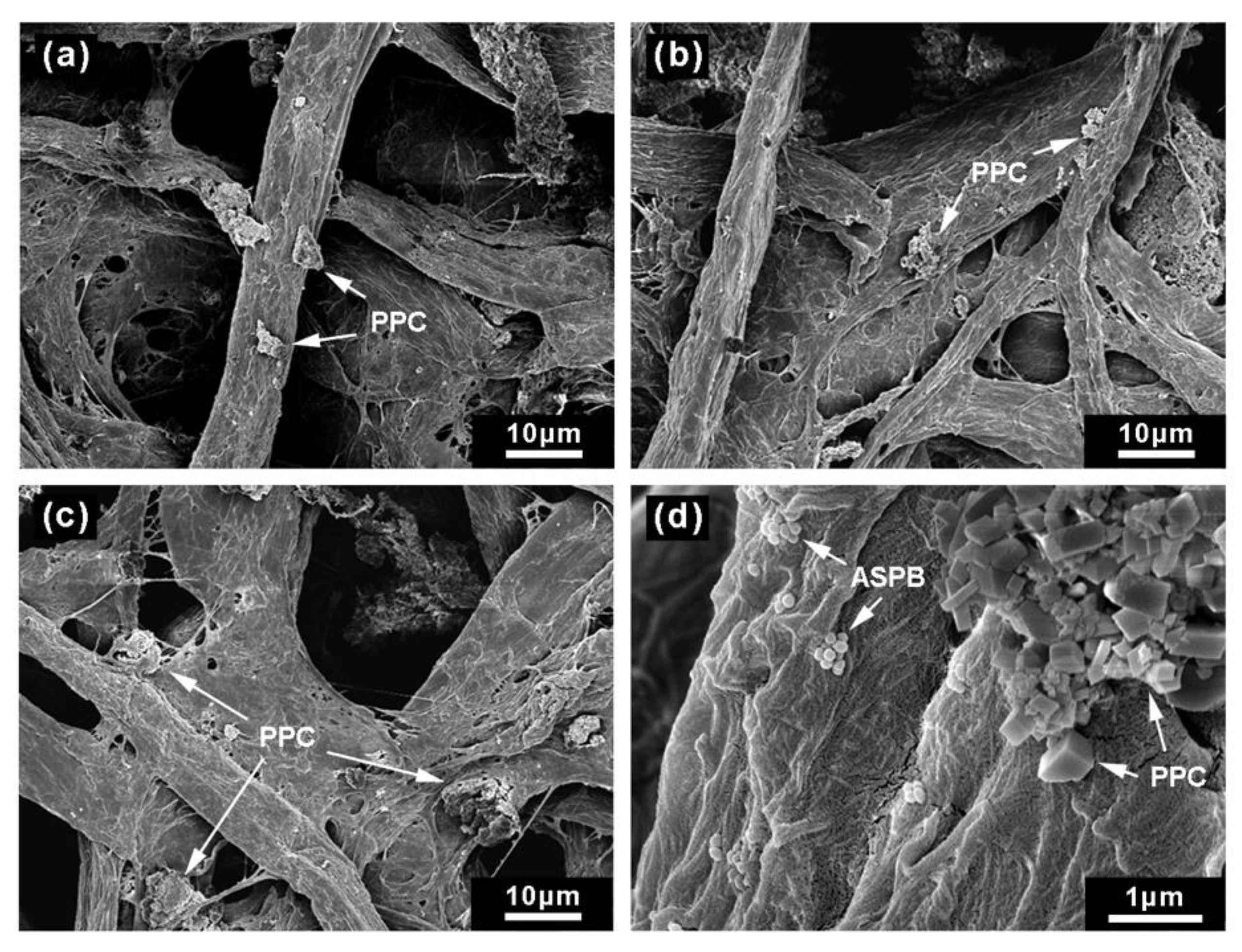 Polymers 12 00746 g009 Polymers 12 00746 g009