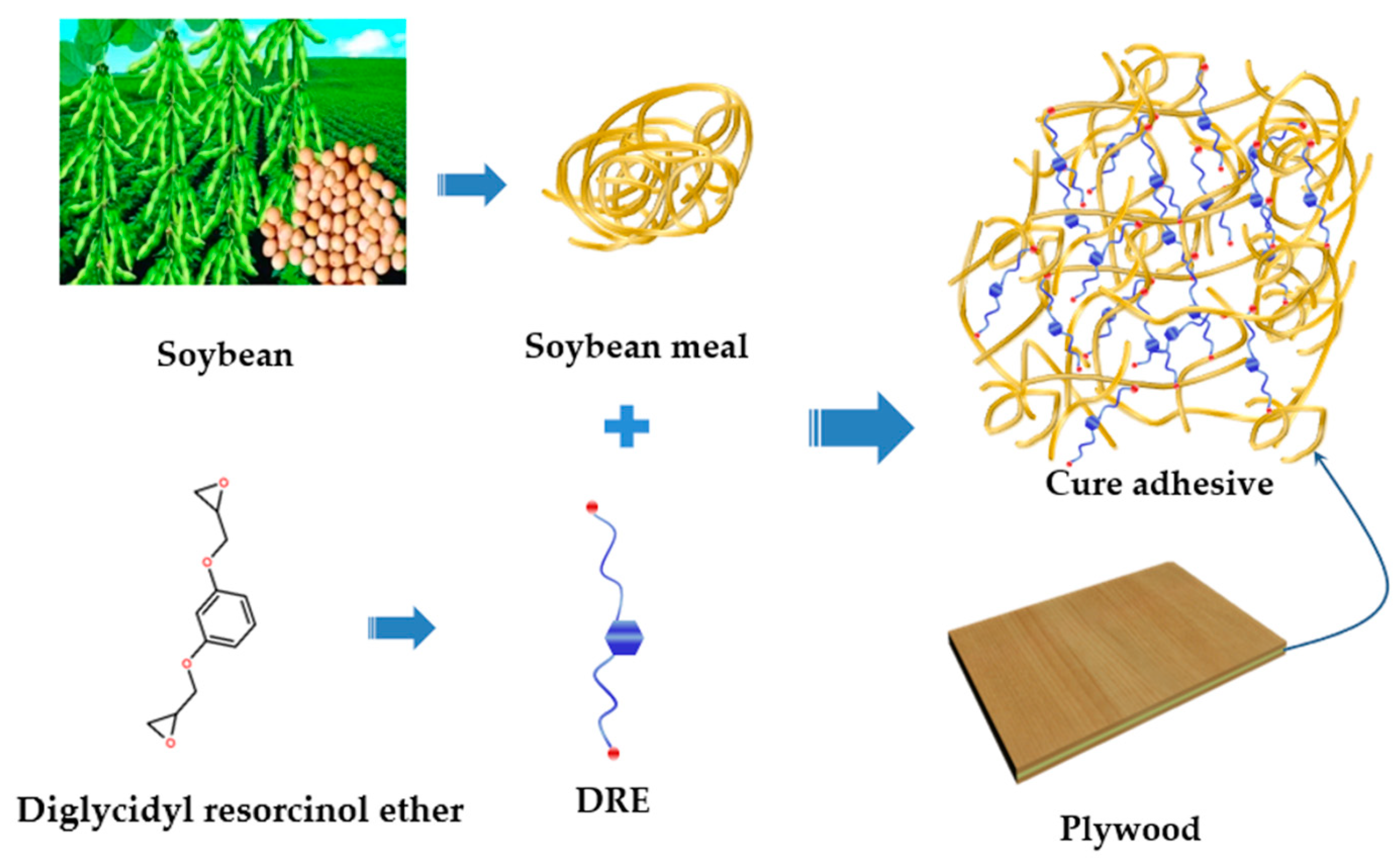 Polymers | Free Full-Text | An Eco-Effective Soybean Meal-Based Adhesive  Enhanced with Diglycidyl Resorcinol Ether