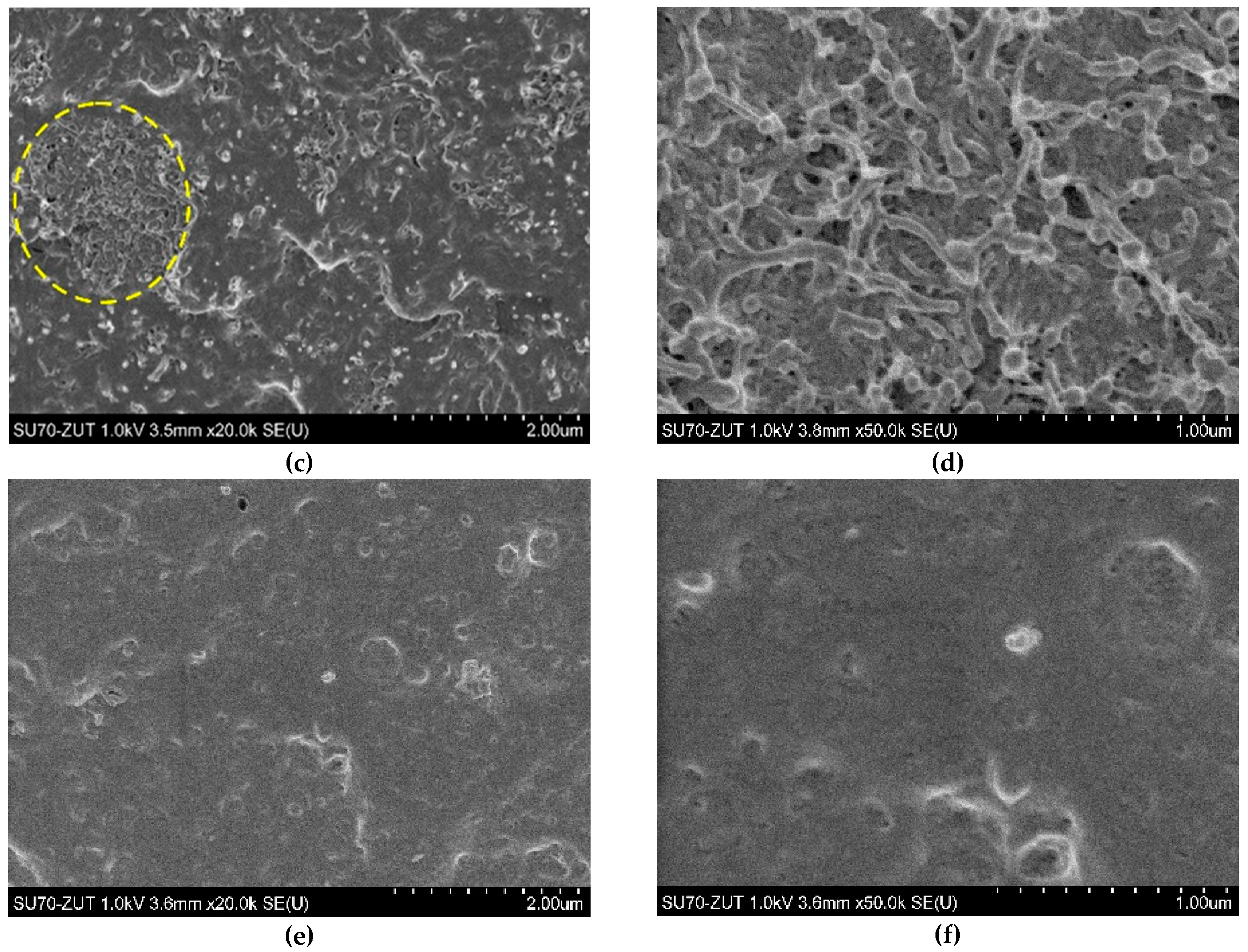 Polymers 12 01356 g003b Polymers 12 01356 g003b