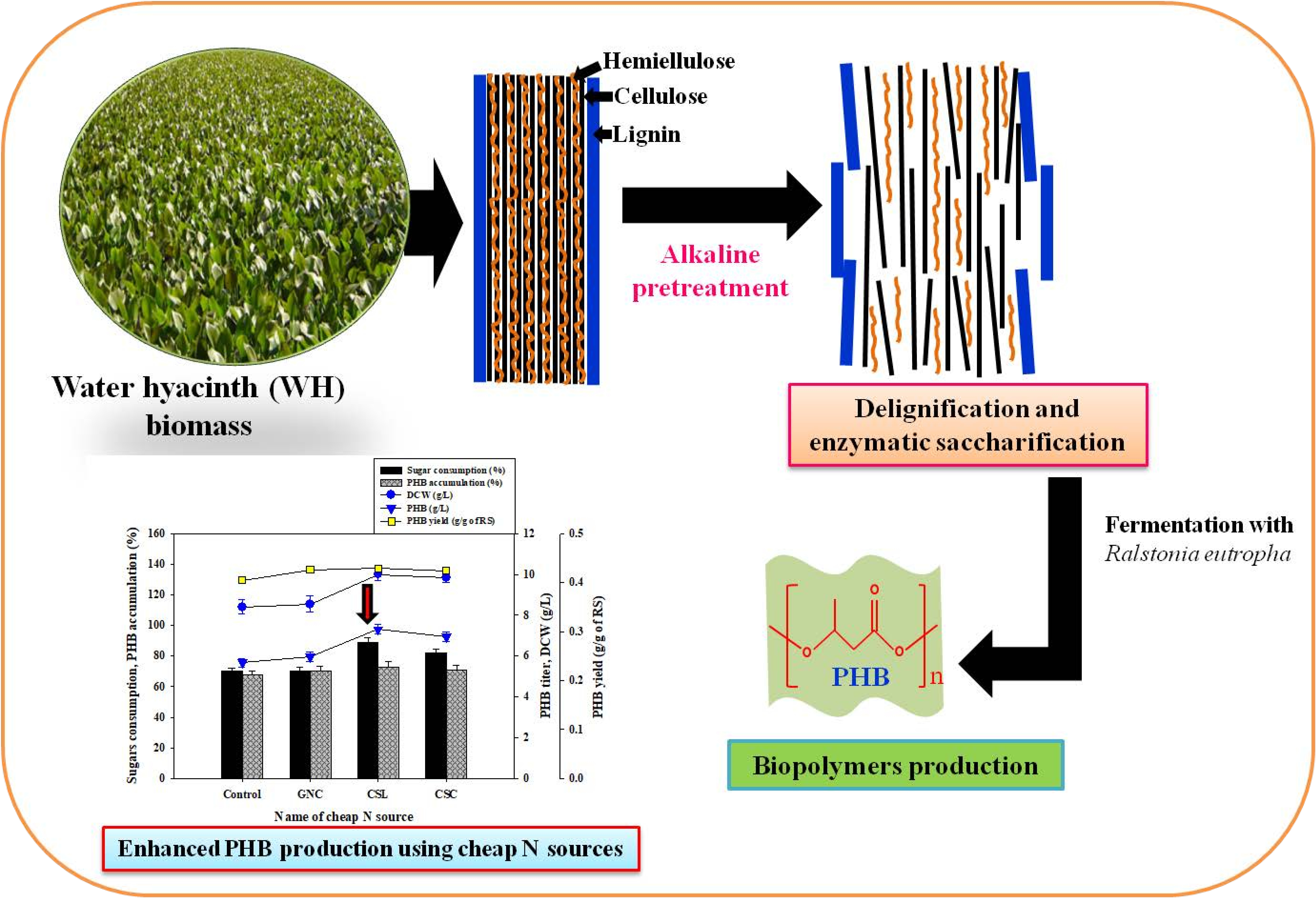 Polymers Free Full Text Utilization Of Noxious Weed Water Hyacinth Biomass As A Potential Feedstock For Biopolymers Production A Novel Approach Html