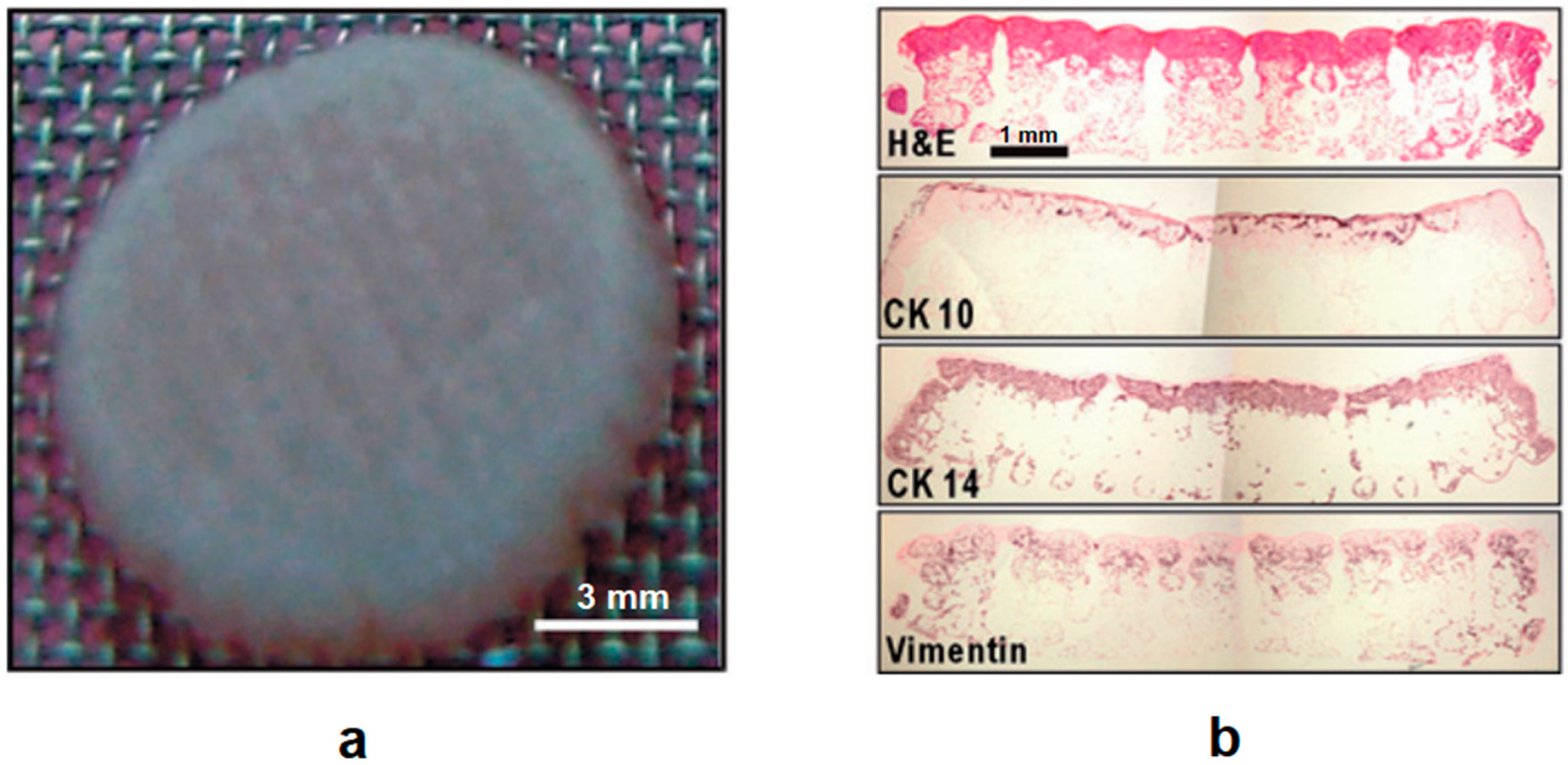 Polymers 12 01717 g005