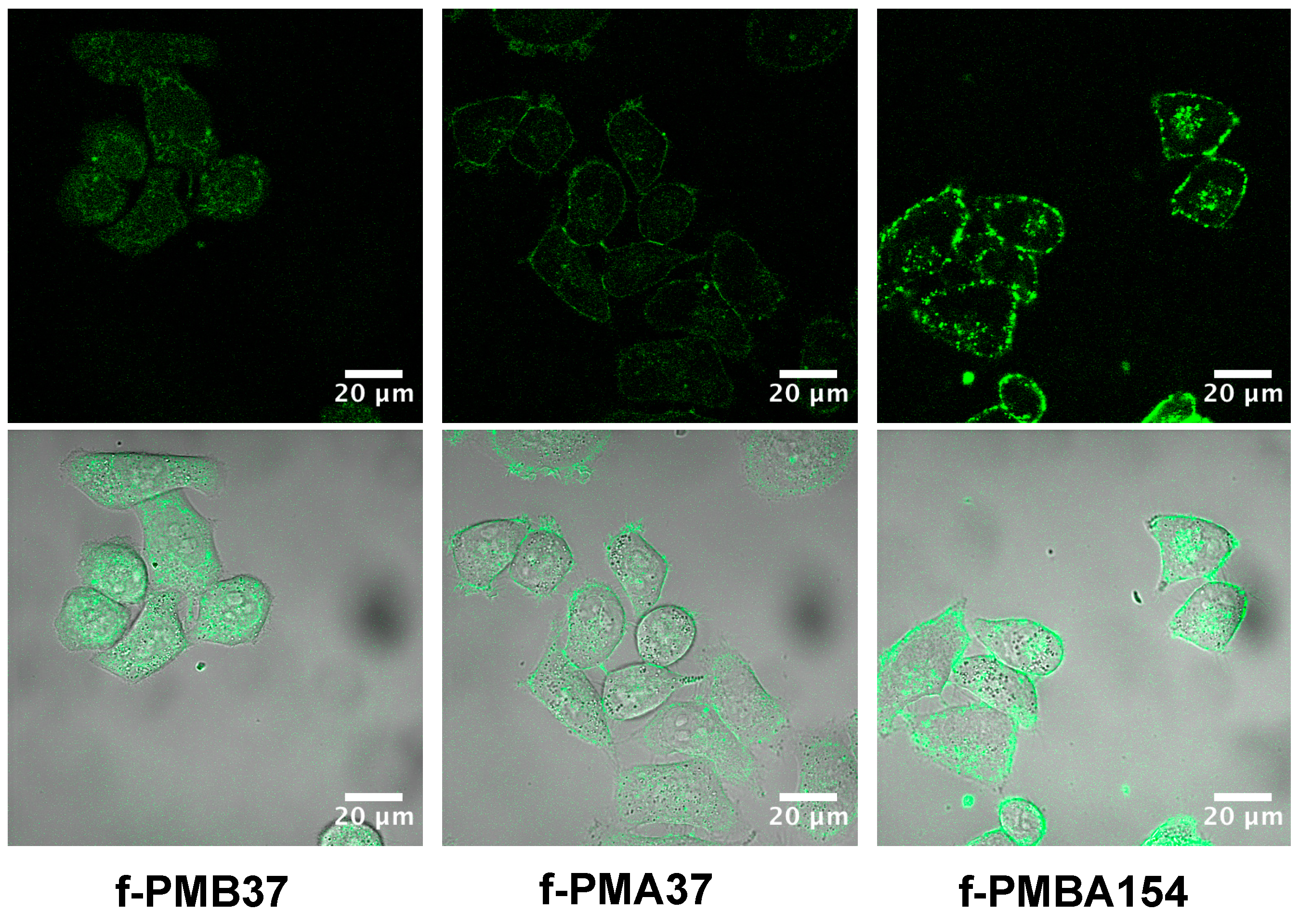 Polymers 12 01762 g003