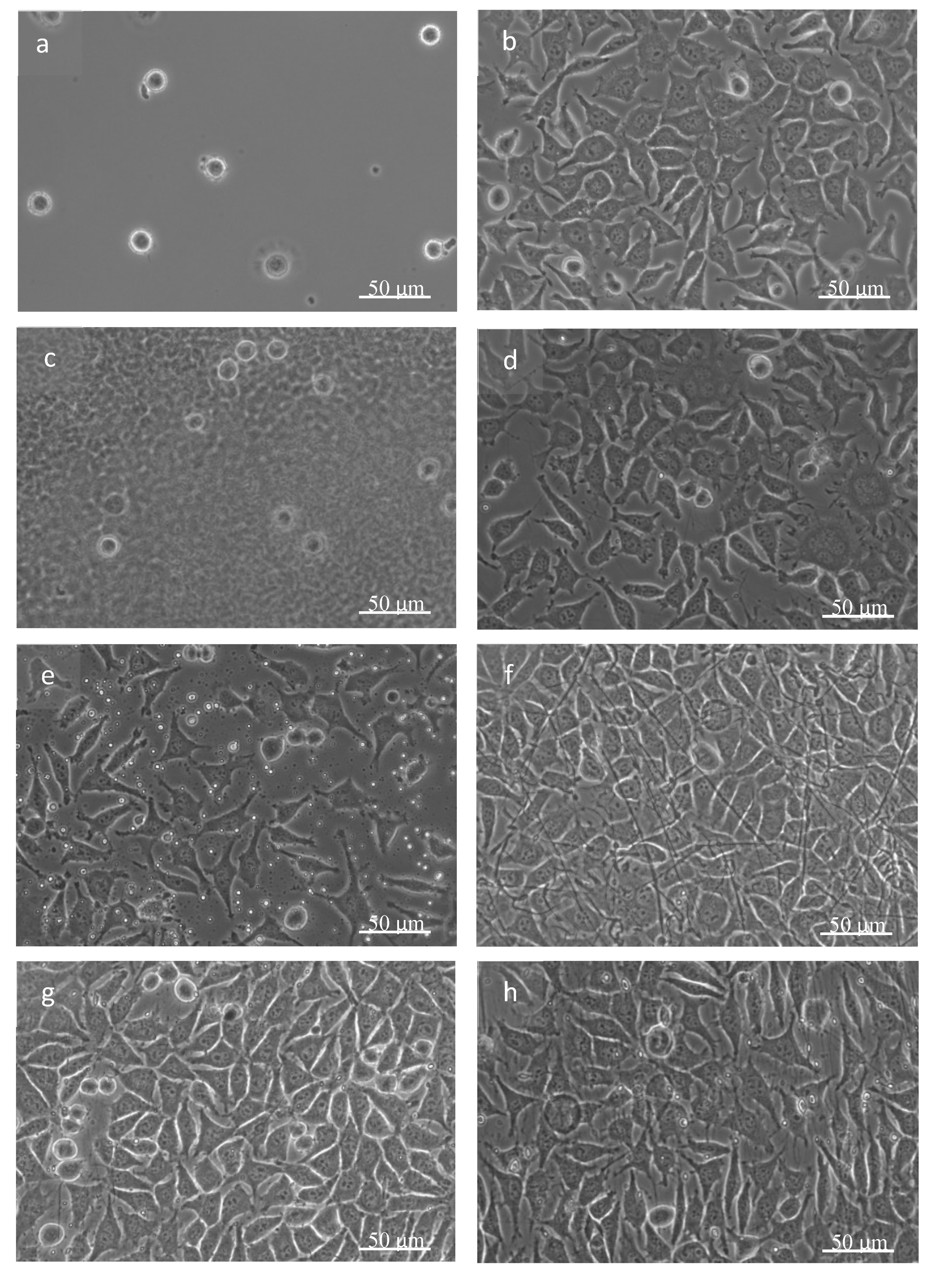 Polymers 12 01877 g008 Polymers 12 01877 g008