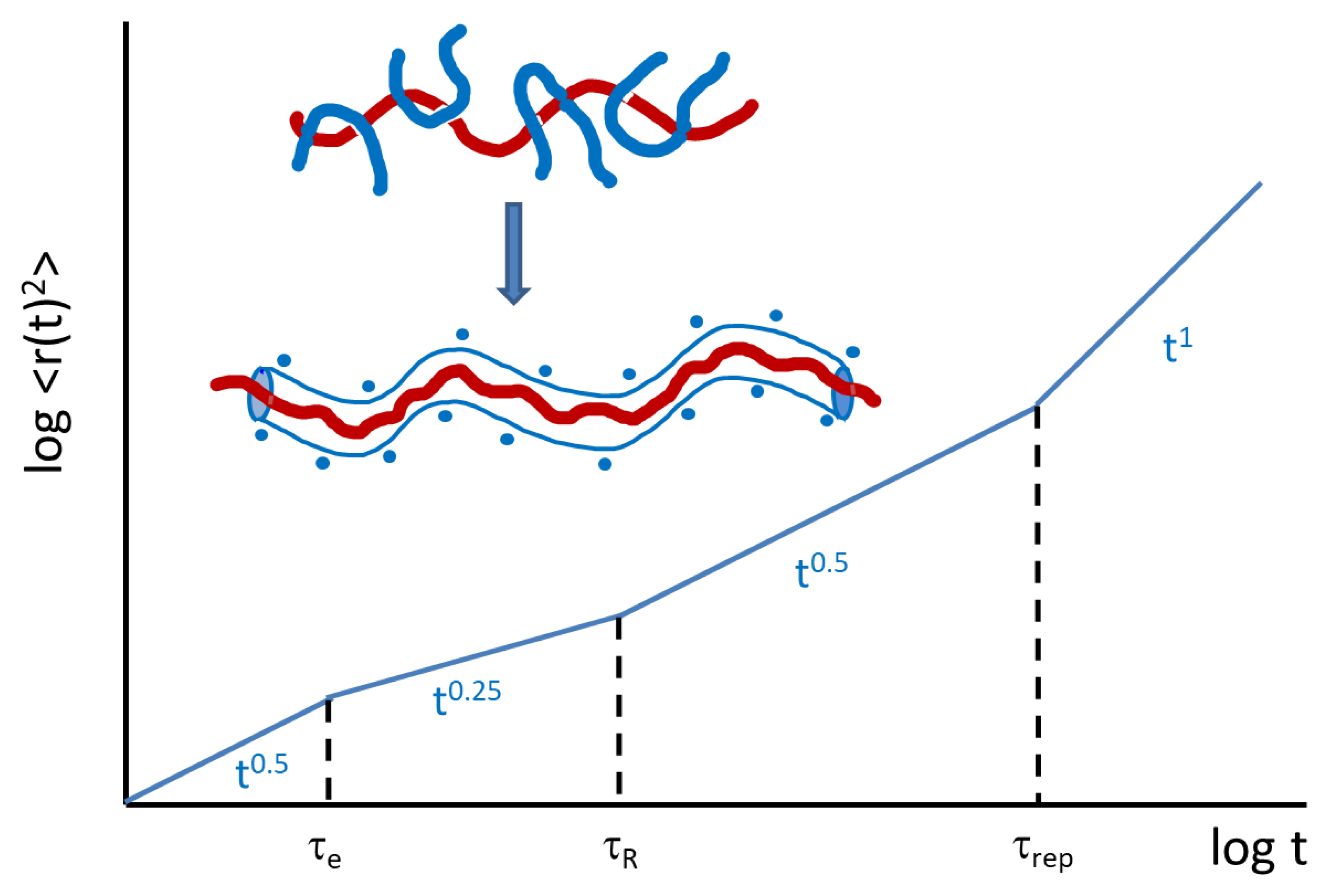 Polymers | Free Full-Text | Local Effects of Ring Topology 