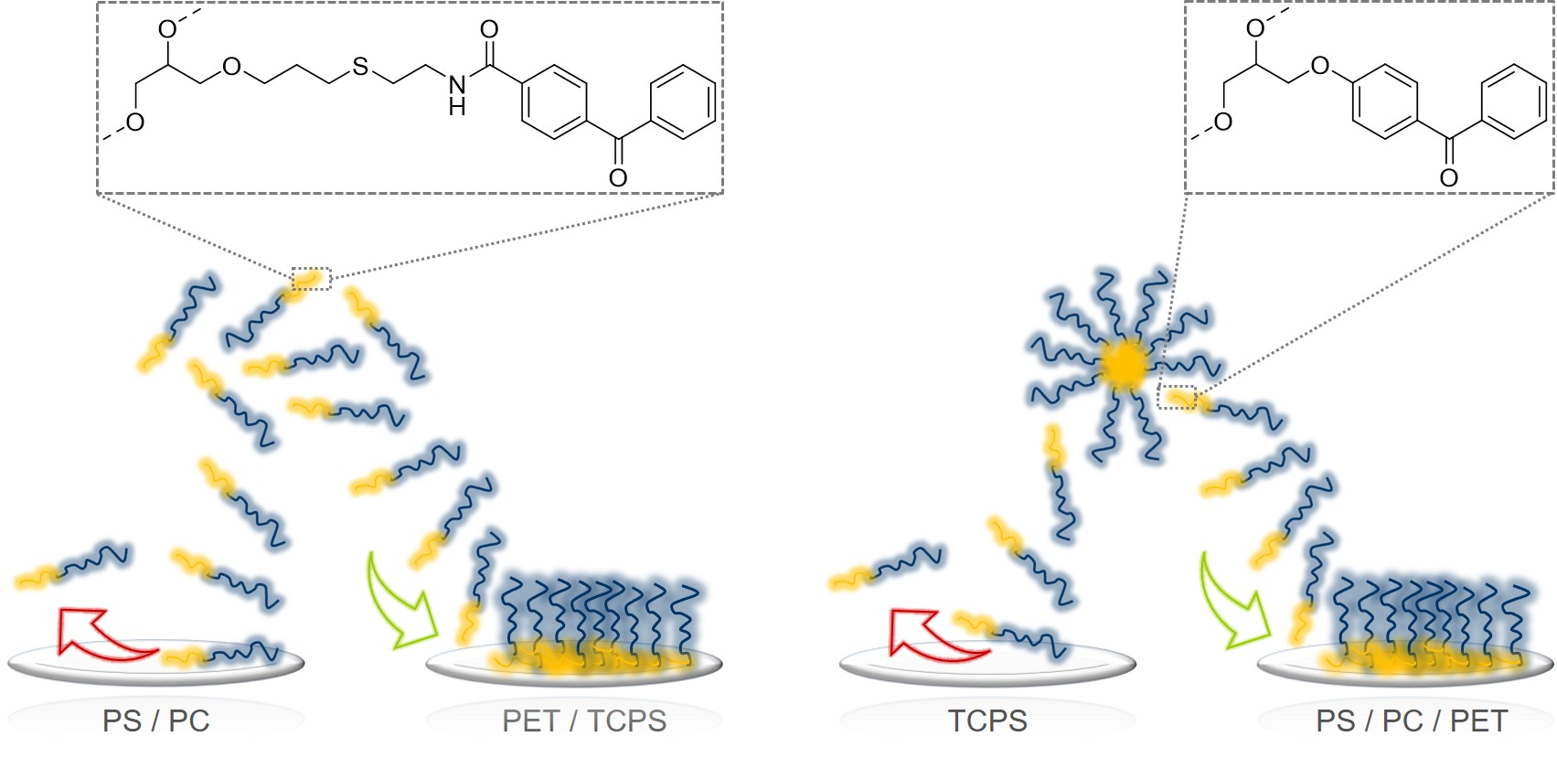 Polymers Free Full Text Thermoresponsive Poly Glycidyl Ether Brush Coatings On Various Tissue Culture Substrates How Block Copolymer Design And Substrate Material Govern Self Assembly And Phase Transition Html