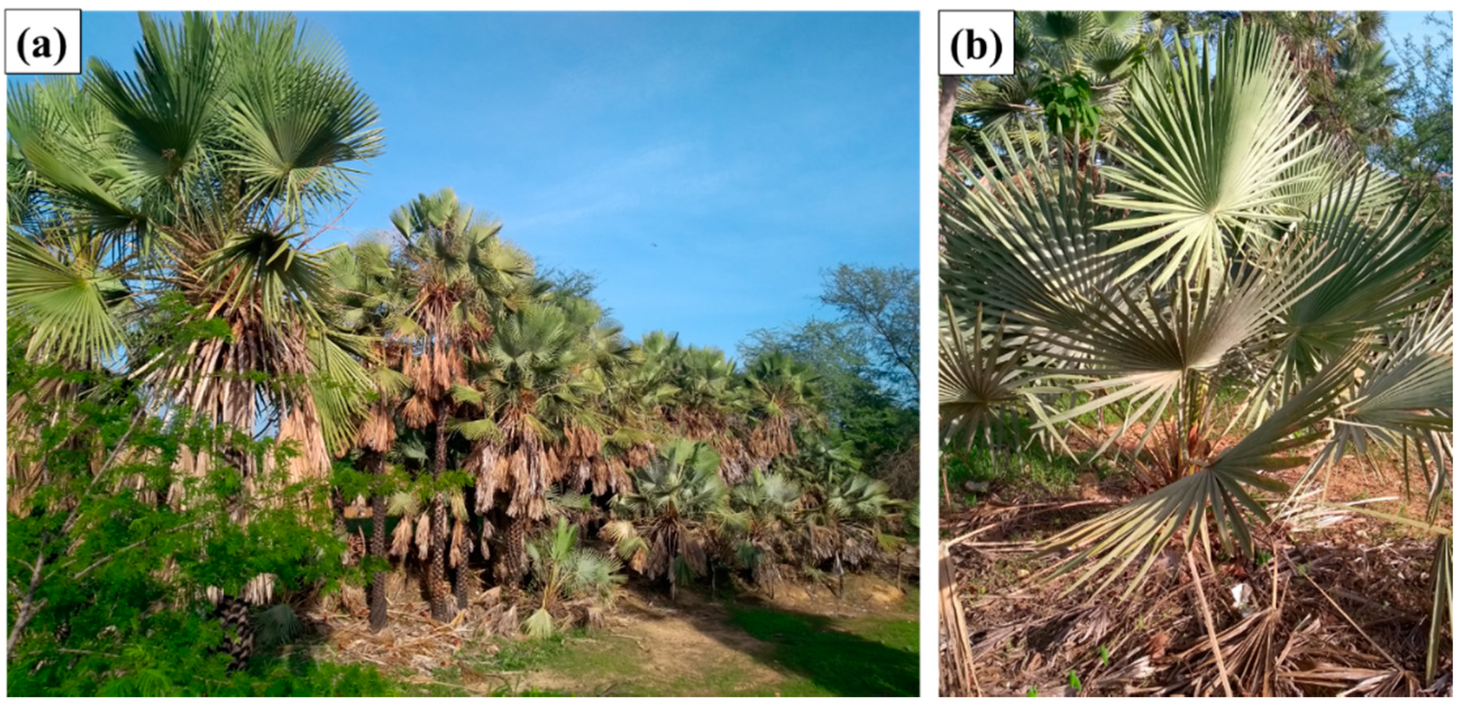 Polymers 12 02090 g001