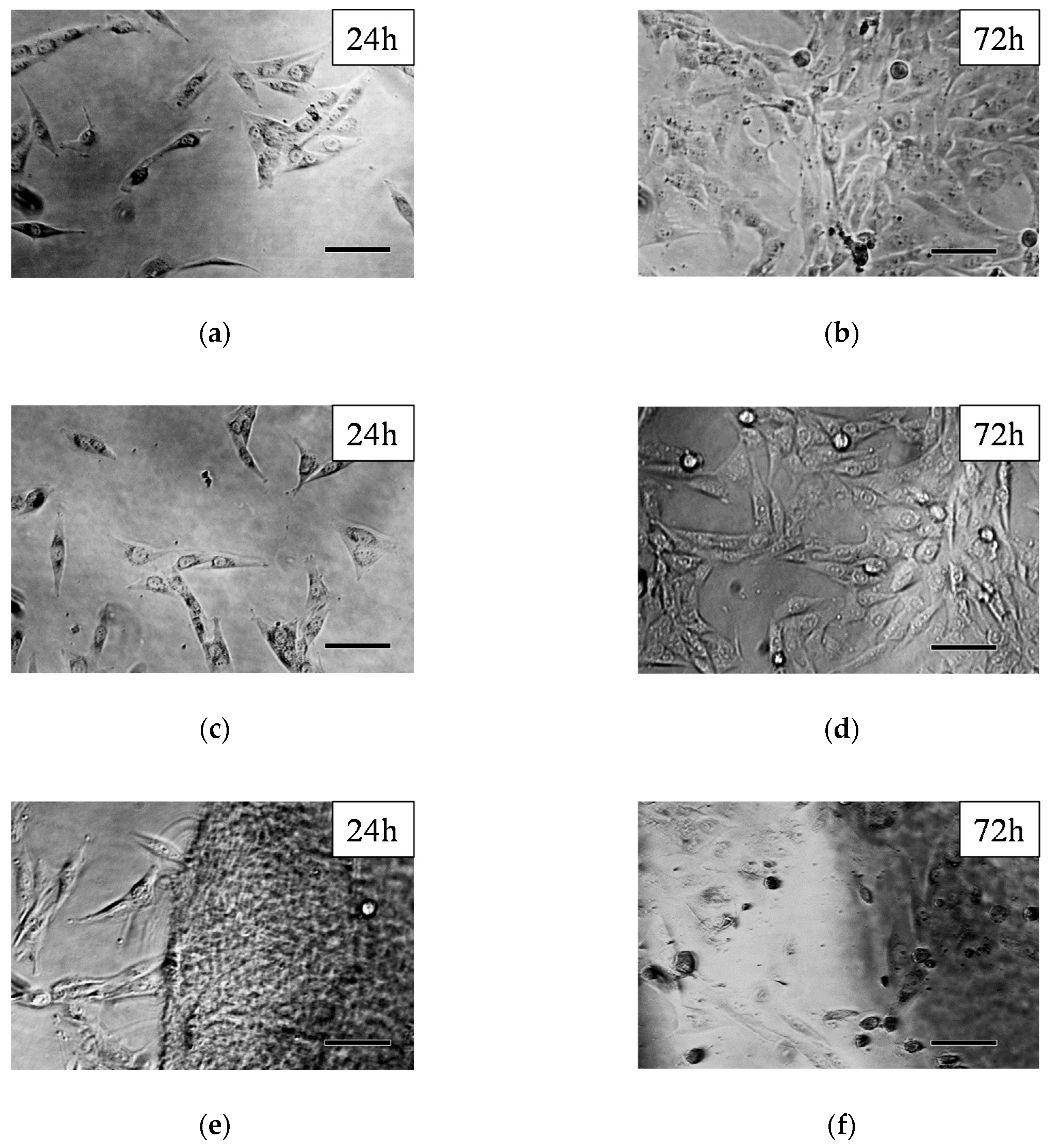 Polymers 12 02324 g005 Polymers 12 02324 g005
