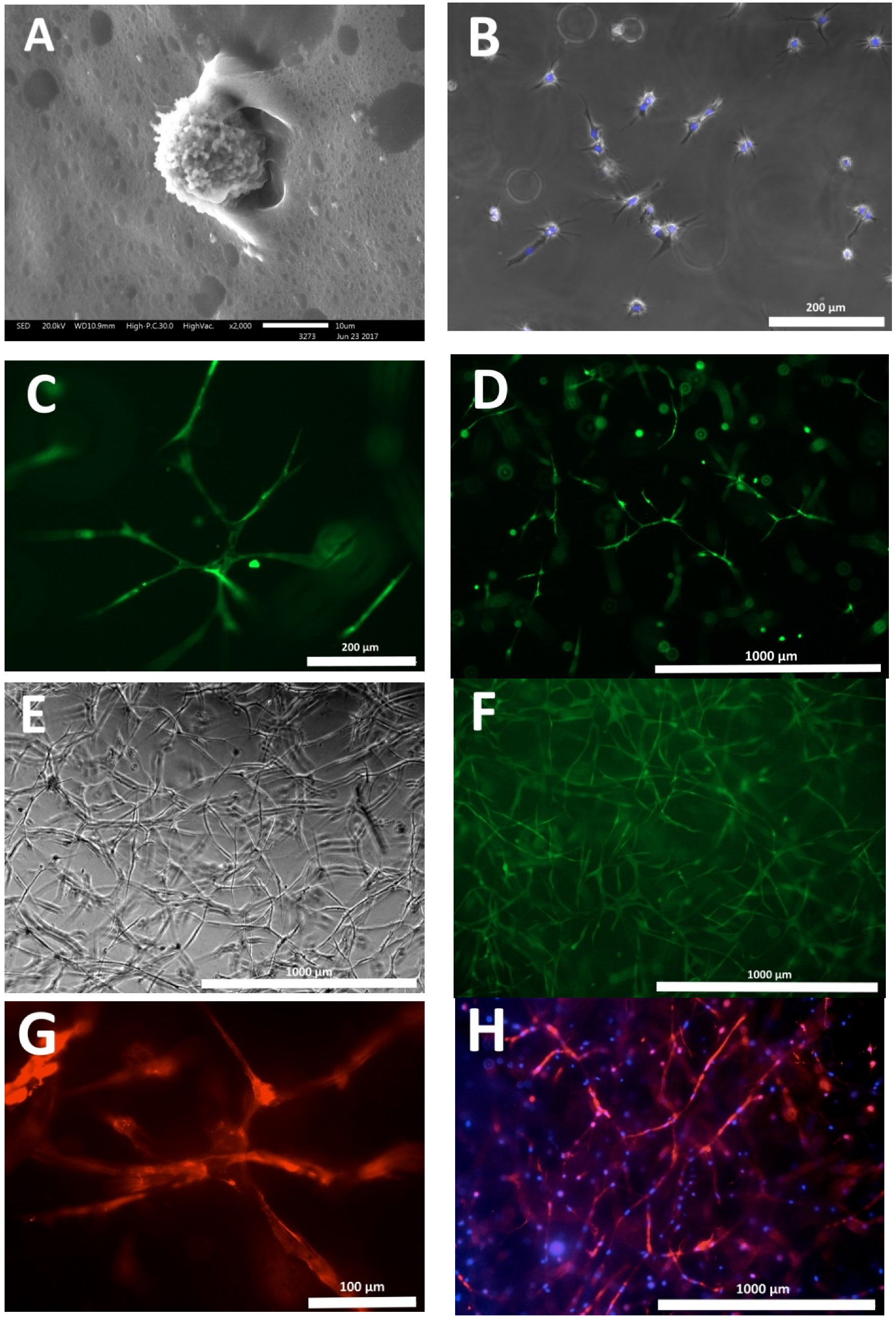 Polymers 12 02550 g002 Polymers 12 02550 g002