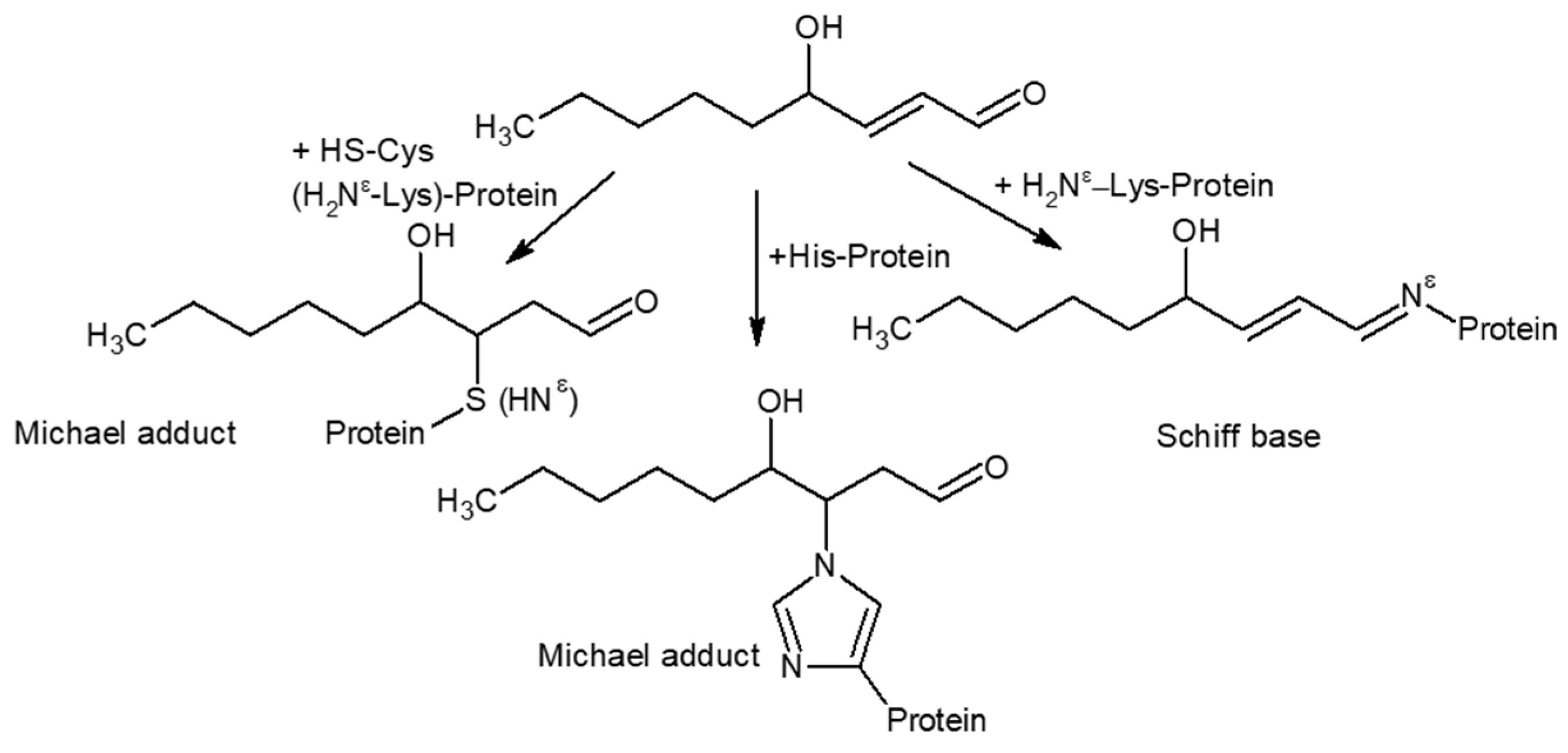 Polymers 12 02909 sch003 Polymers 12 02909 sch003