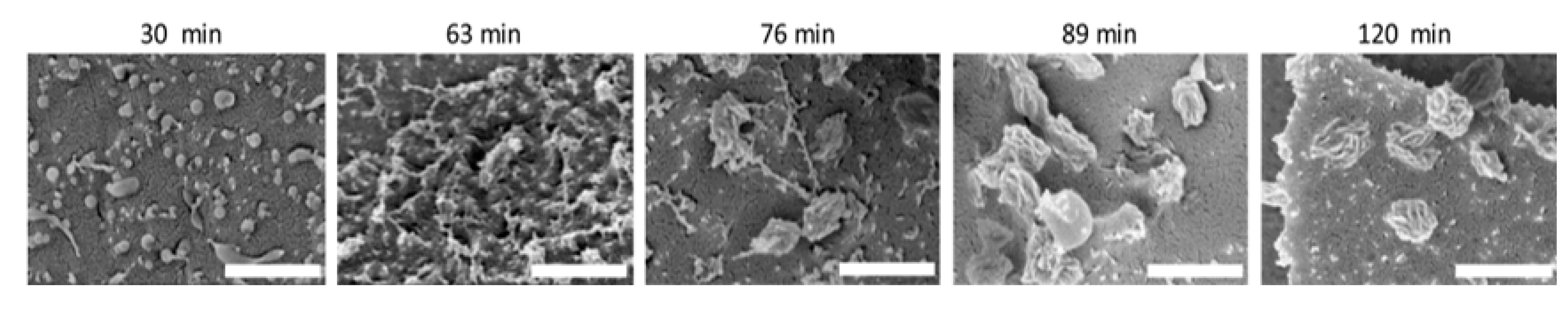Polymers 12 02973 g003