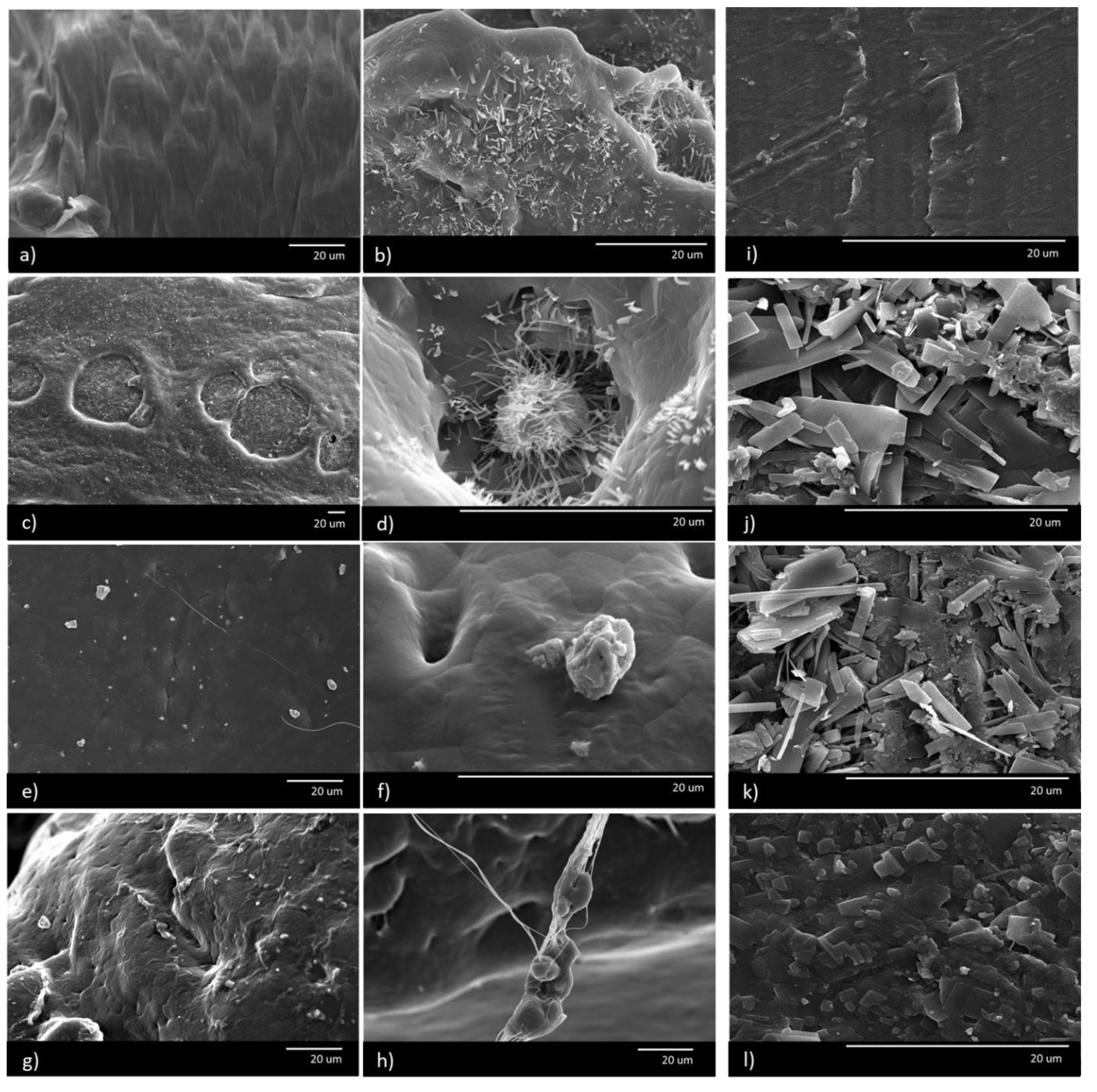 Polymers 13 00079 g002 Polymers 13 00079 g002