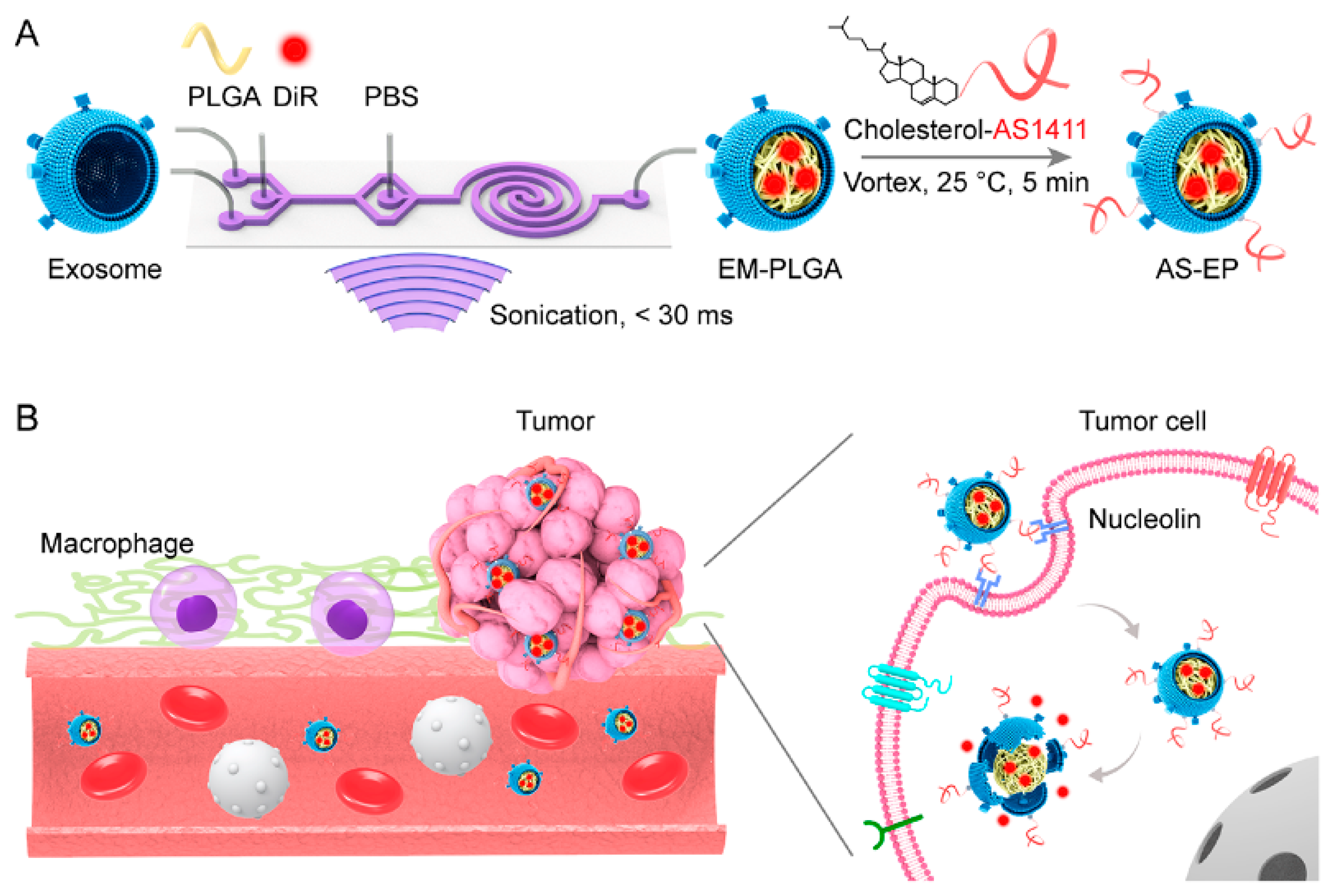 Polymers Free Full Text Polymer Nanoparticles And Nanomotors Modified By Dna Rna Aptamers And Antibodies In Targeted Therapy Of Cancer Html