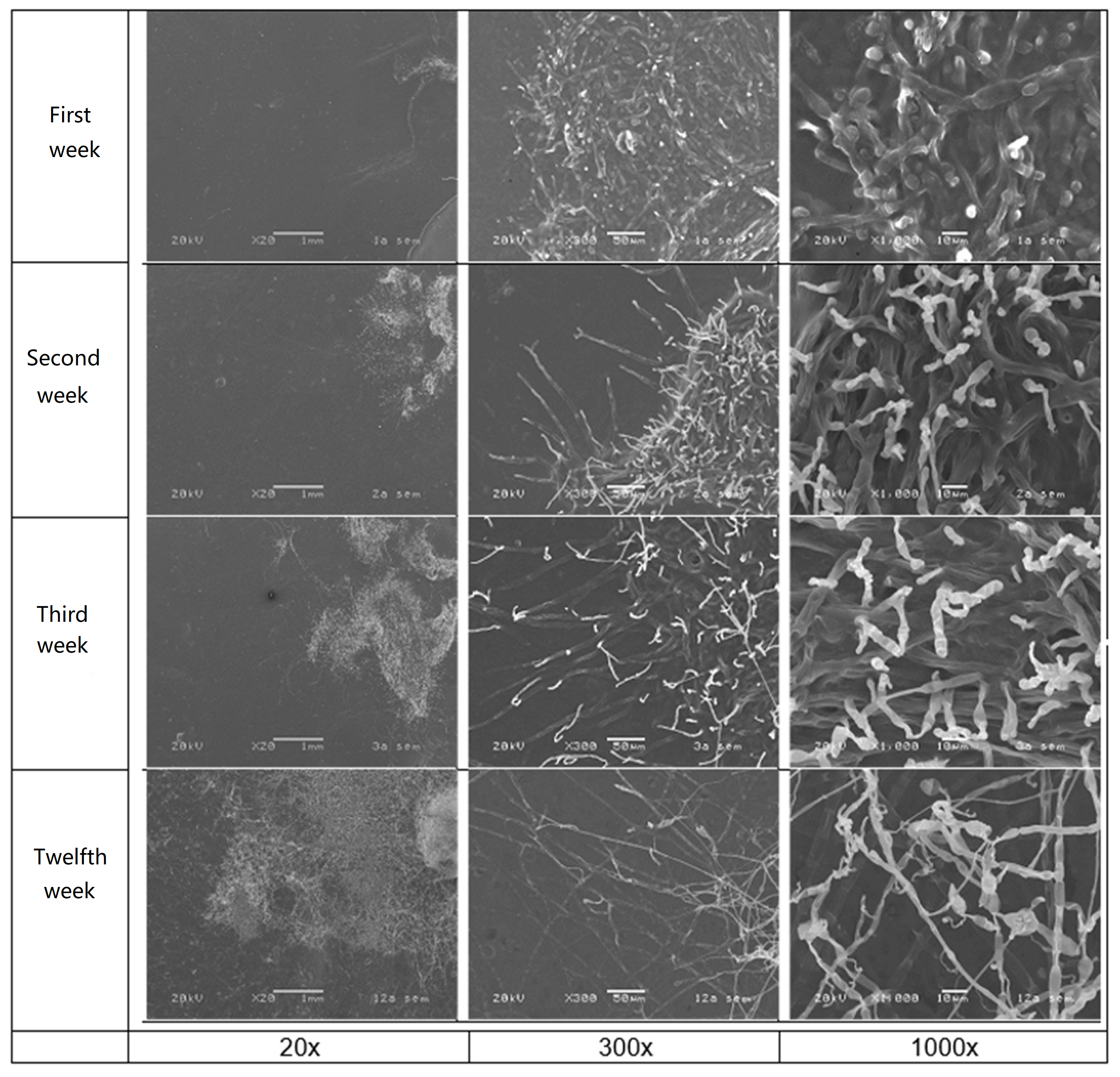Polymers 13 00504 g005 Polymers 13 00504 g005