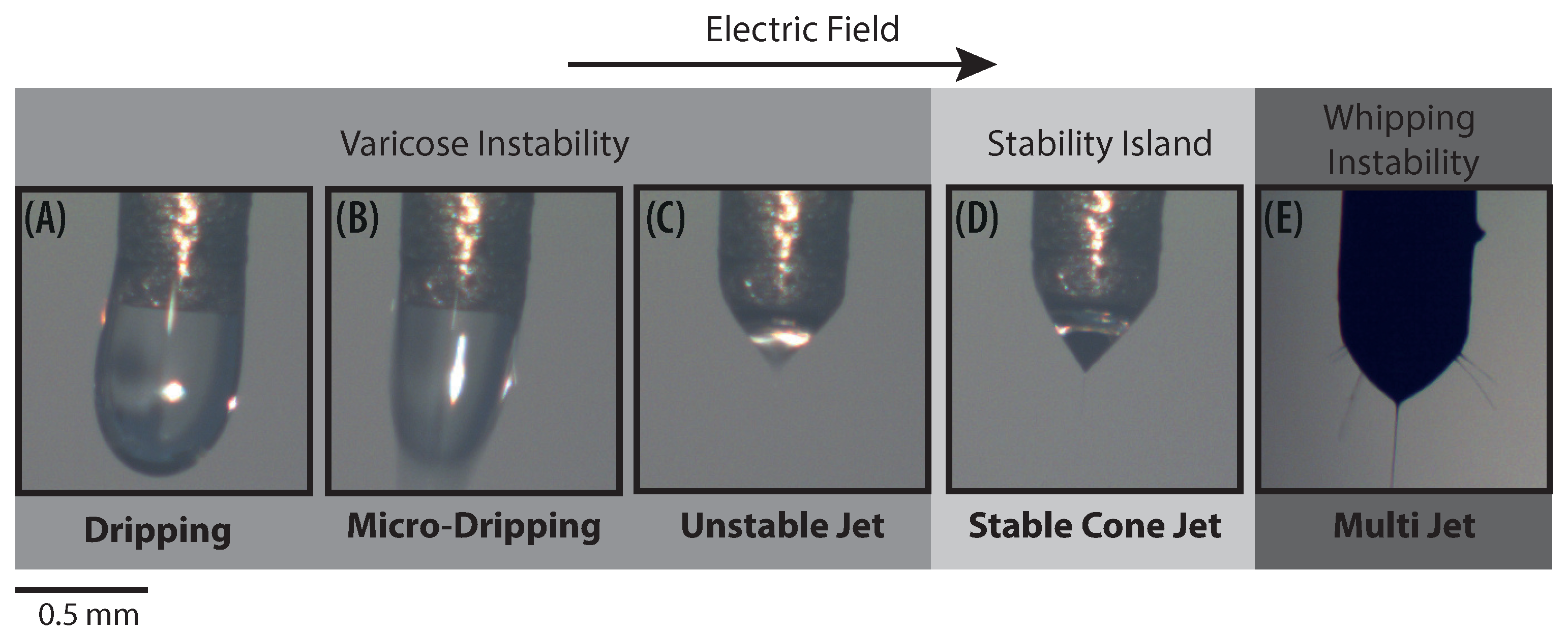 Polymers 13 00529 g002
