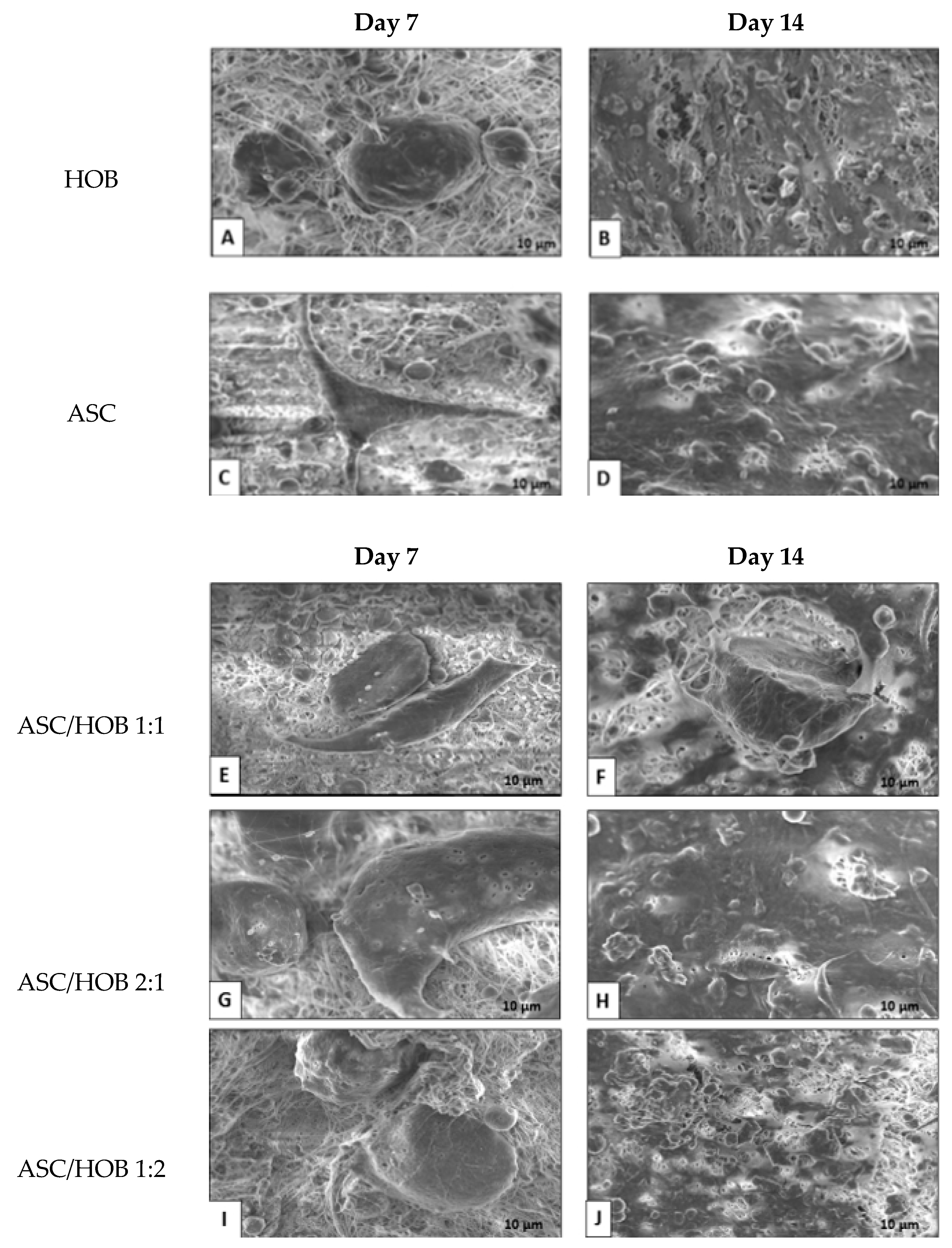 Polymers 13 00597 g001 Polymers 13 00597 g001