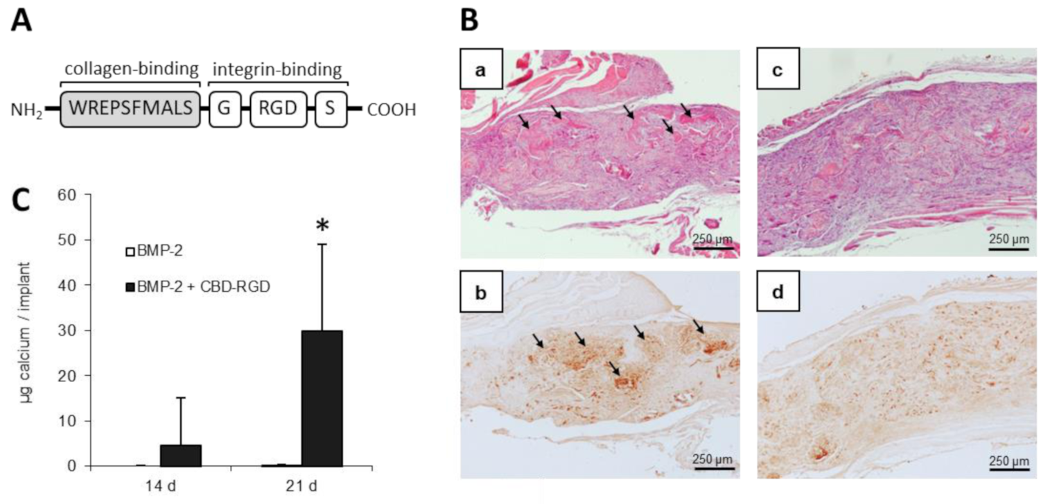 Polymers 13 00599 g006