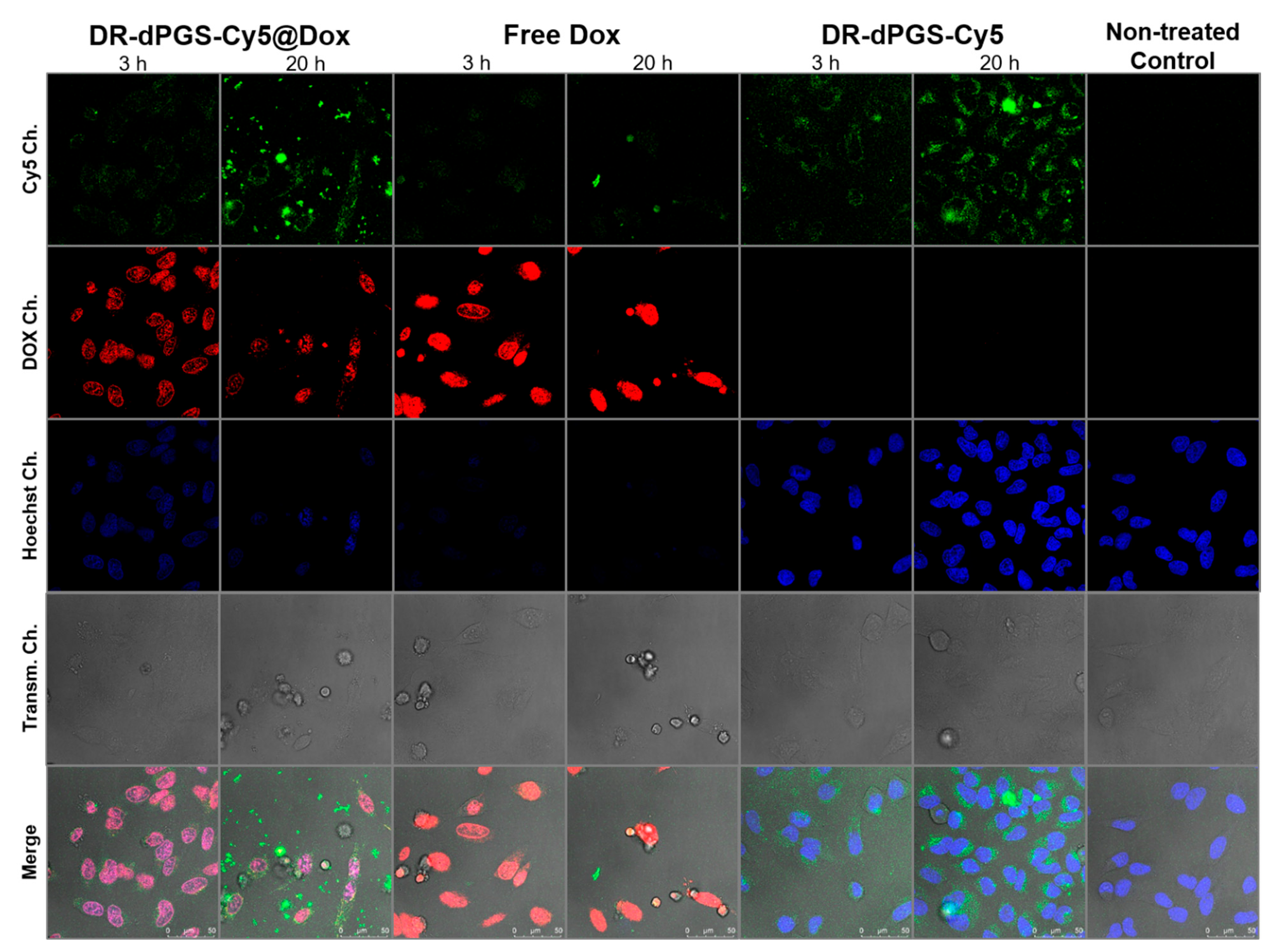 Polymers 13 00982 g005