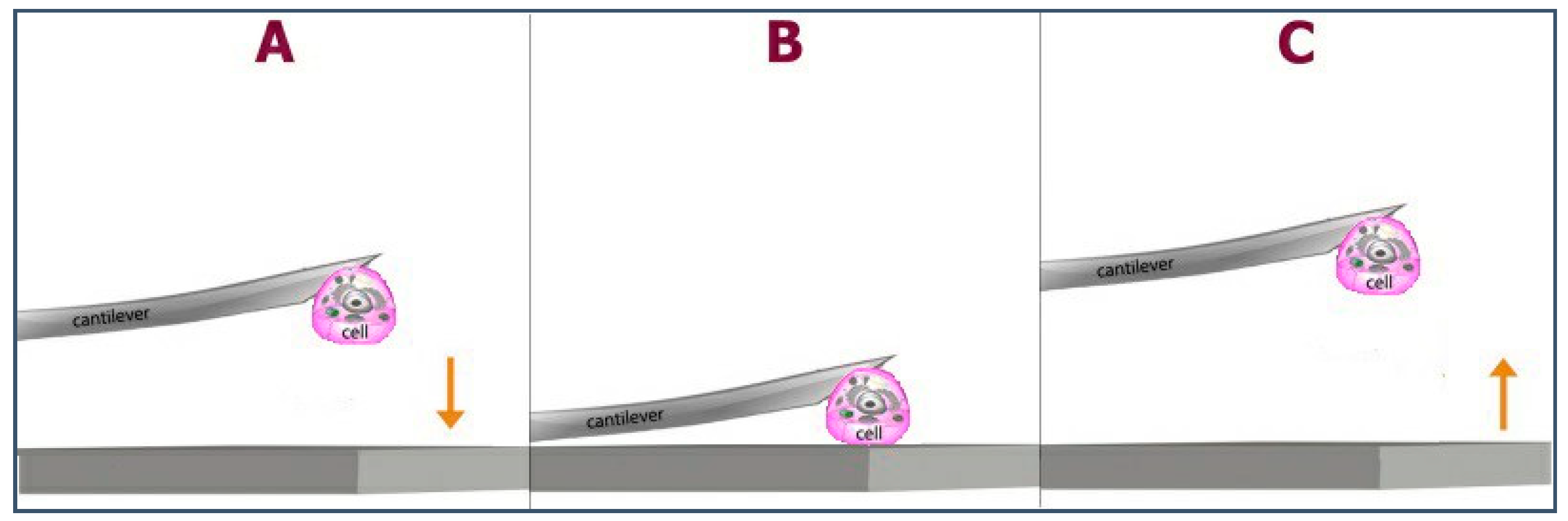 Polymers 13 01037 g004 Polymers 13 01037 g004