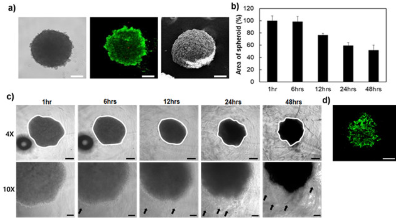 Polymers 13 01042 g006