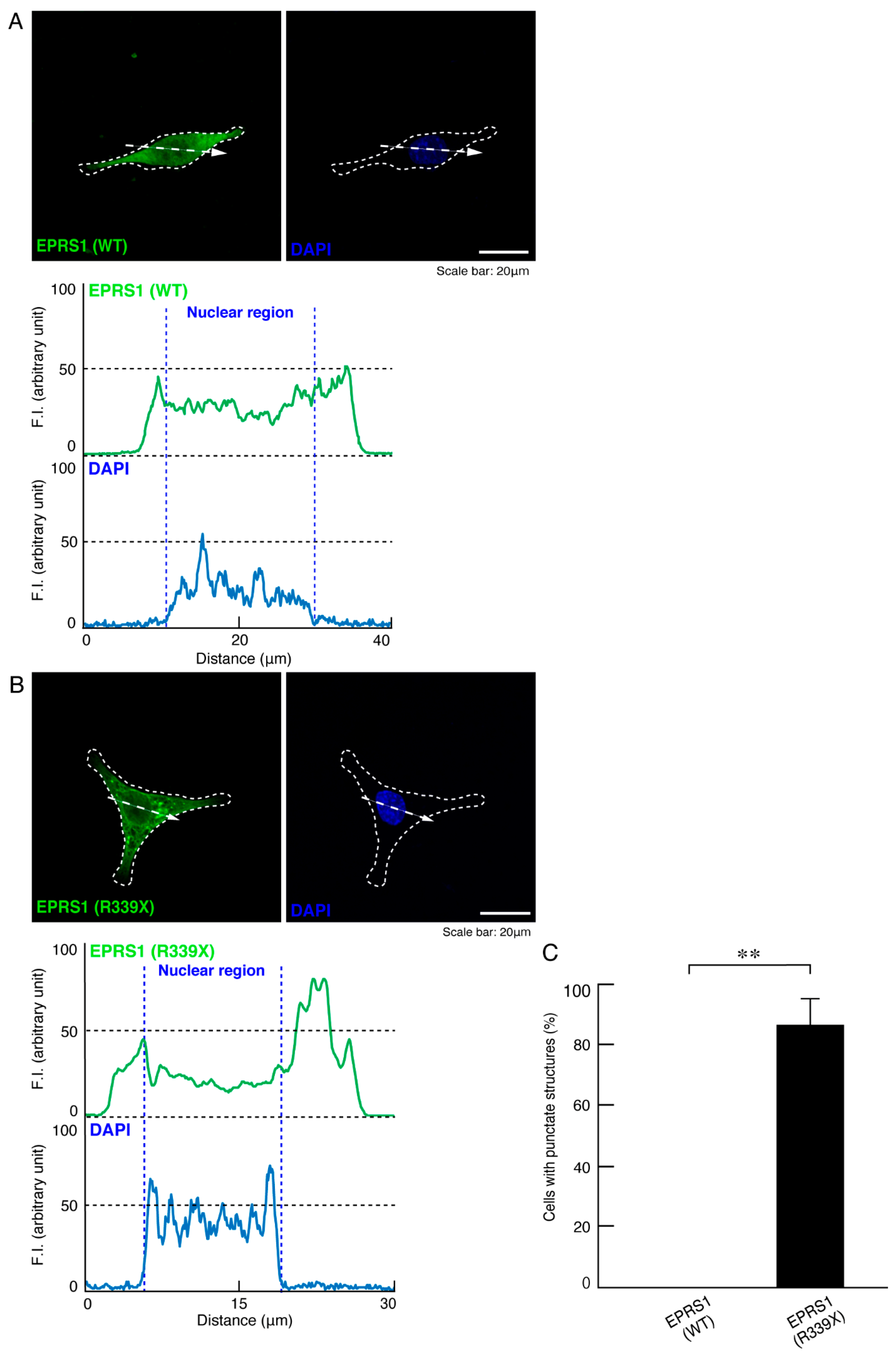 Polymers 13 01074 g001