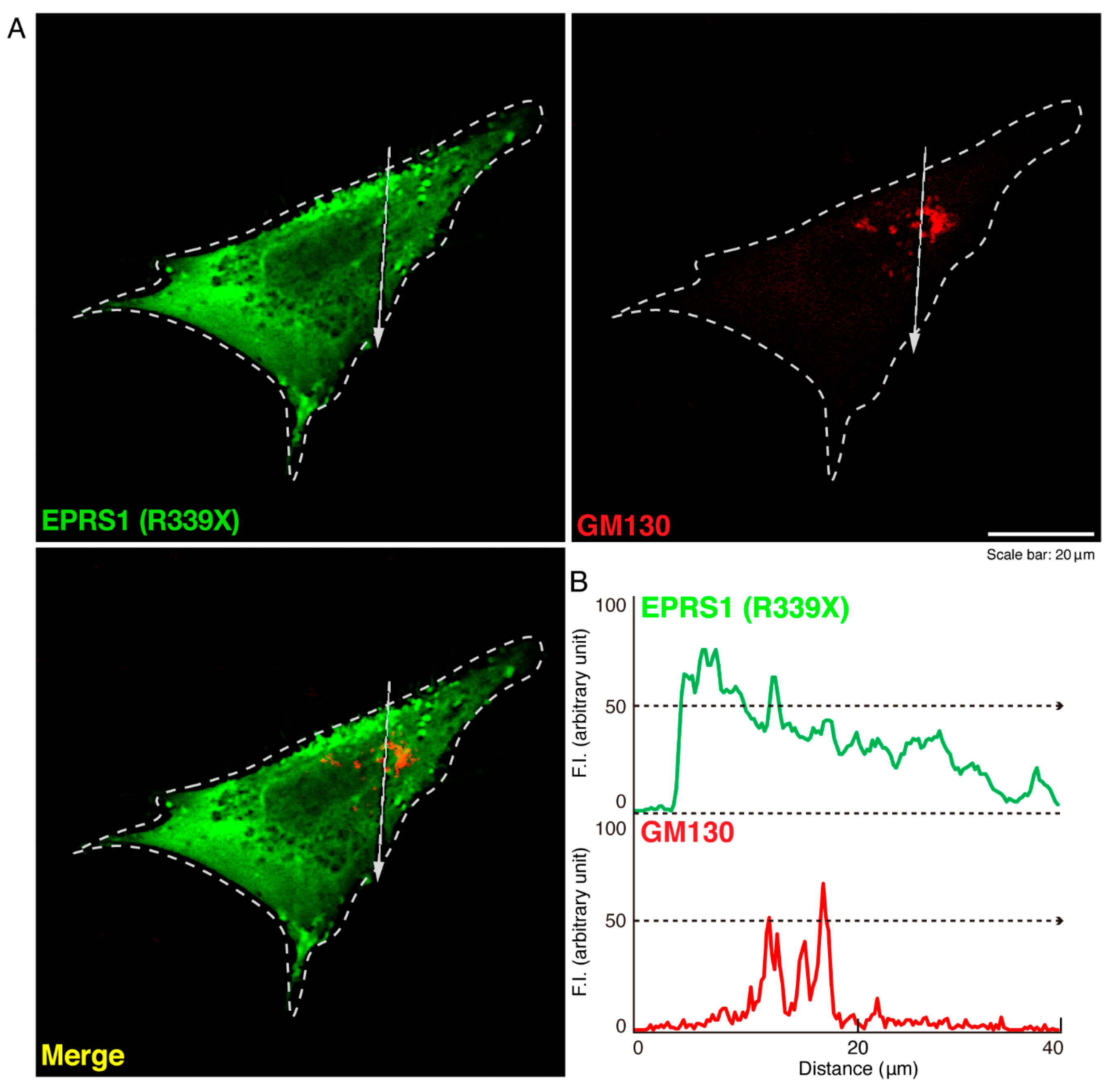 Polymers 13 01074 g003