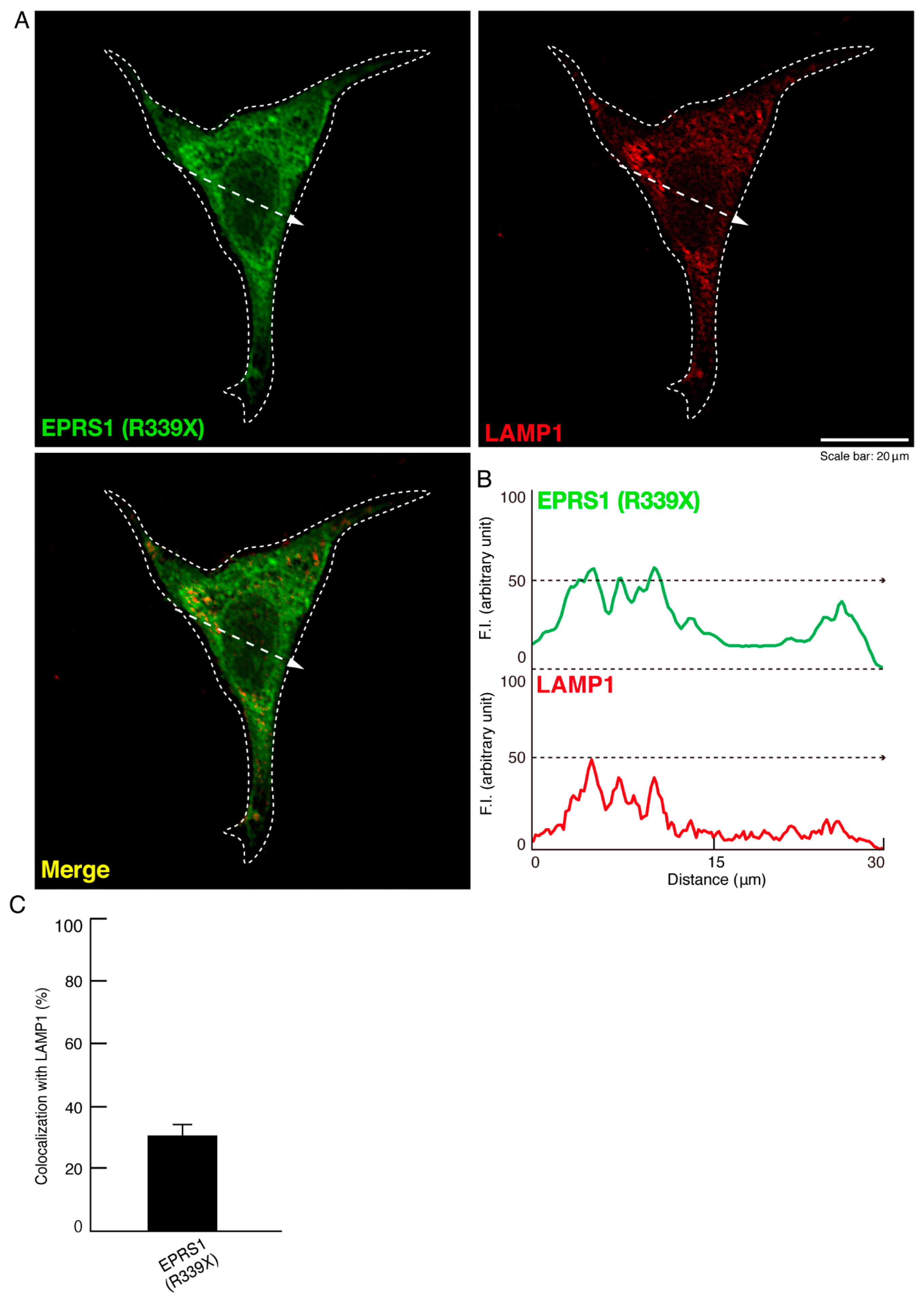Polymers 13 01074 g004